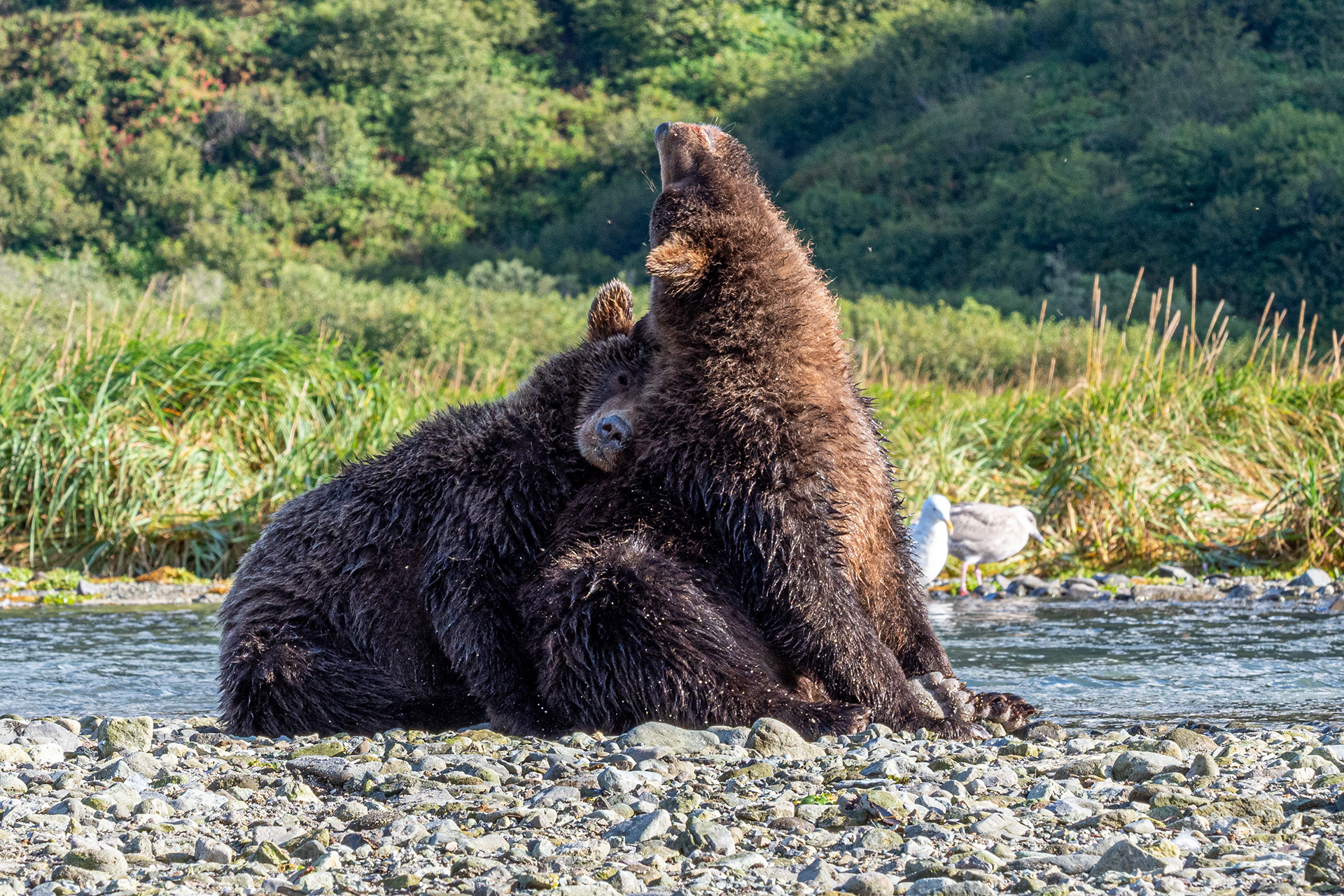 Two Second-Summer cubs