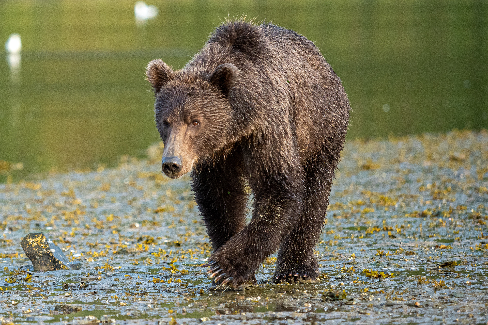 Second-Summer cub