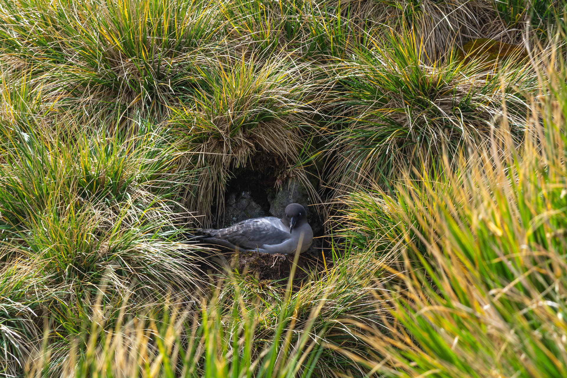 Light-Mantled Albatross- Elsehul Bay