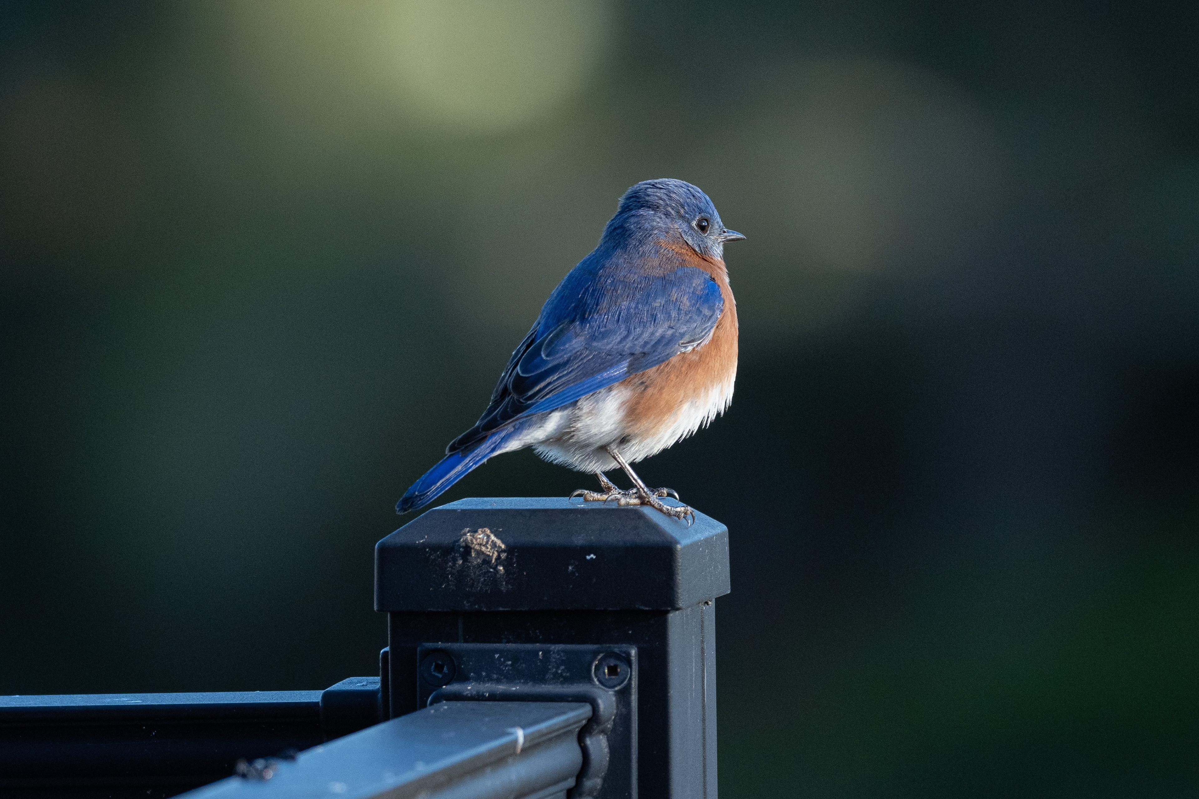 Adult Male Blue Bird (our deck)