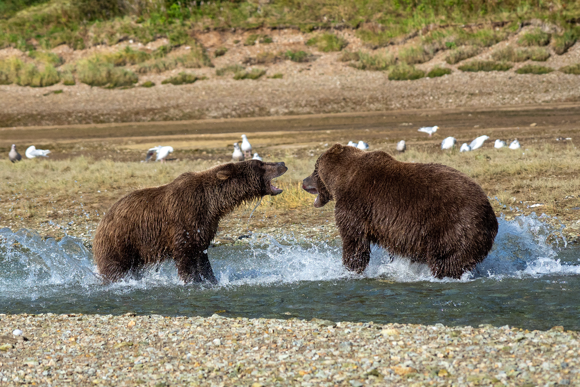 Second-Summer cubs protecting their territory 