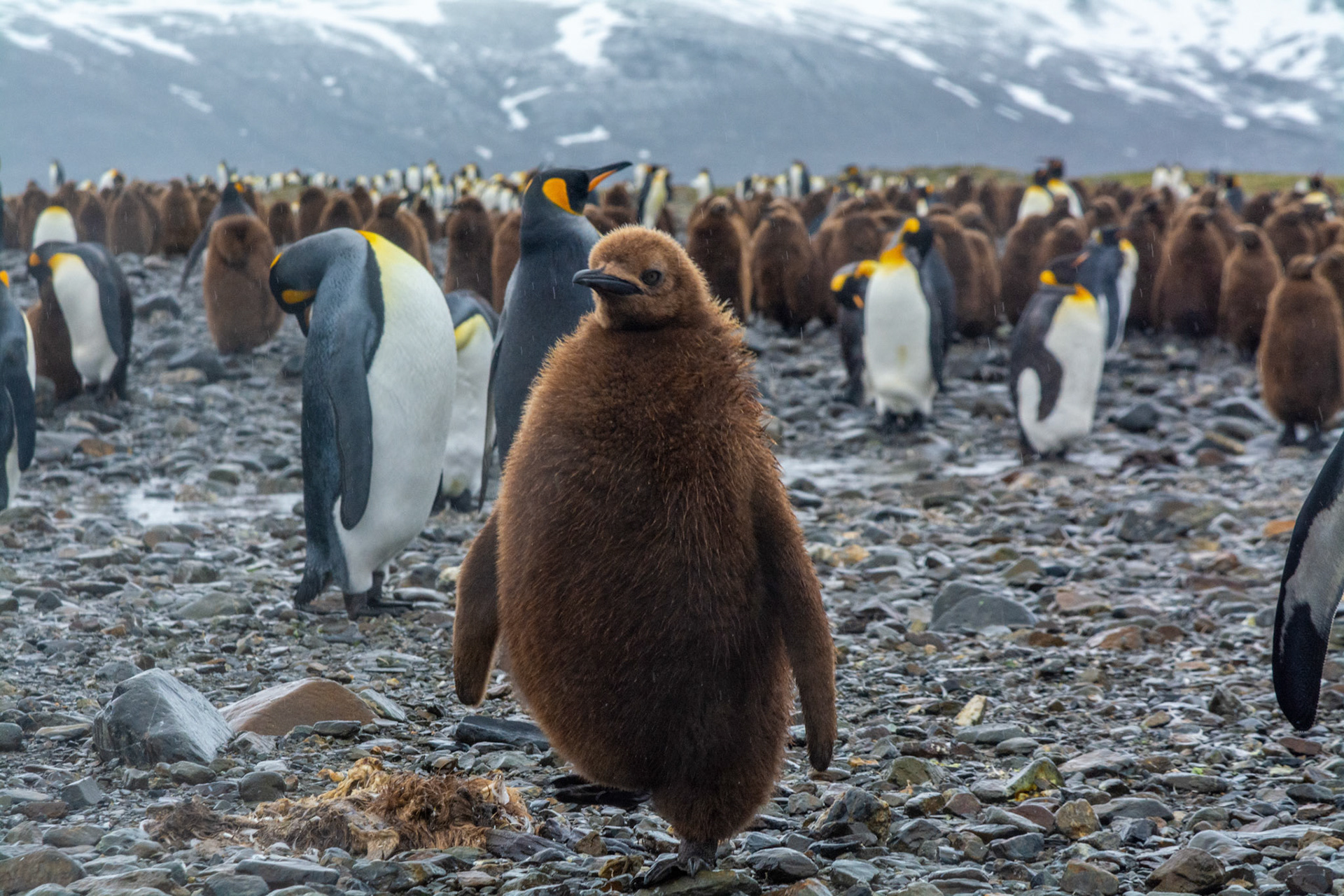  King Penguin chick a.k.a."Oakum Boys"- Fortuna Bay
