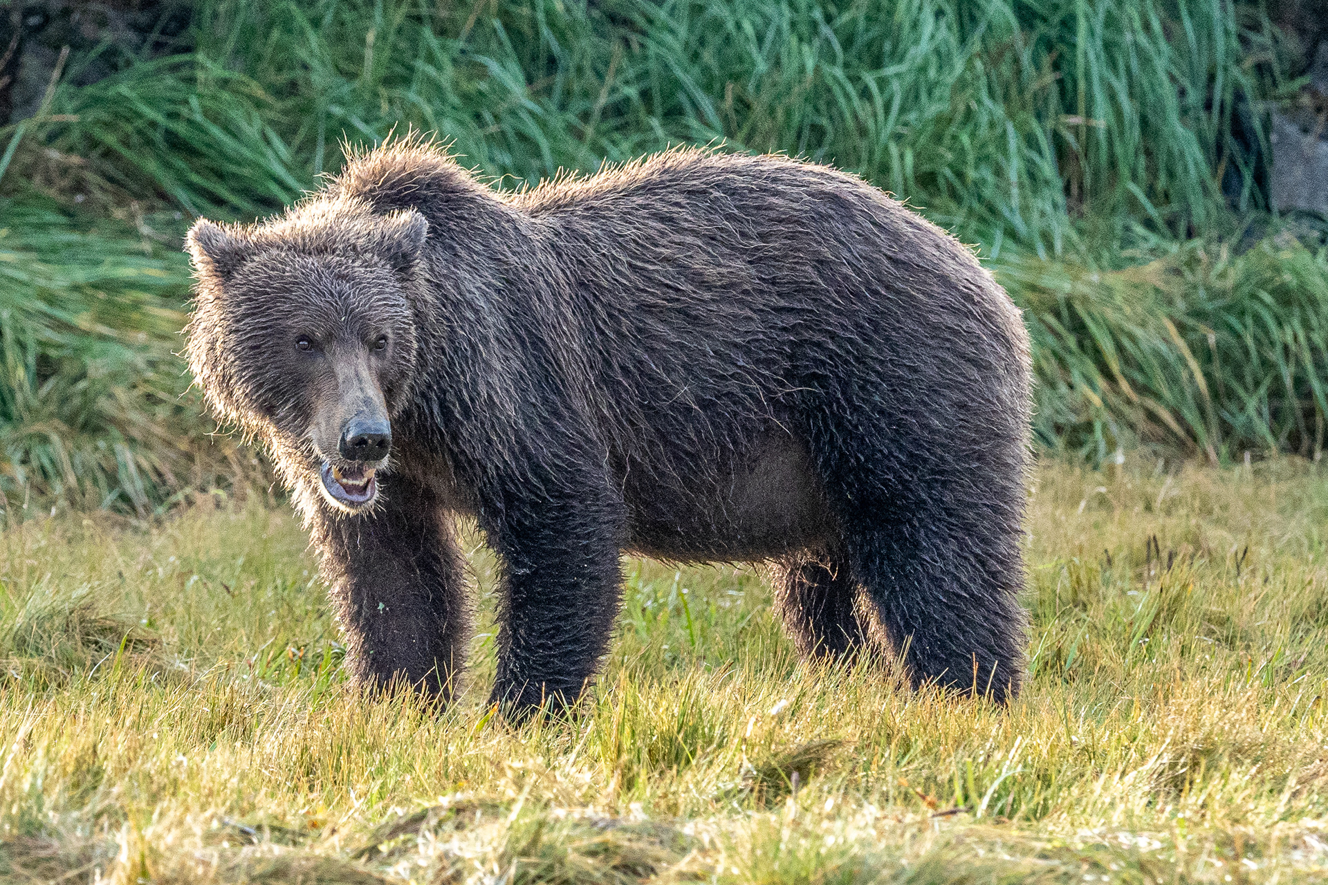 Third-Summer cub
