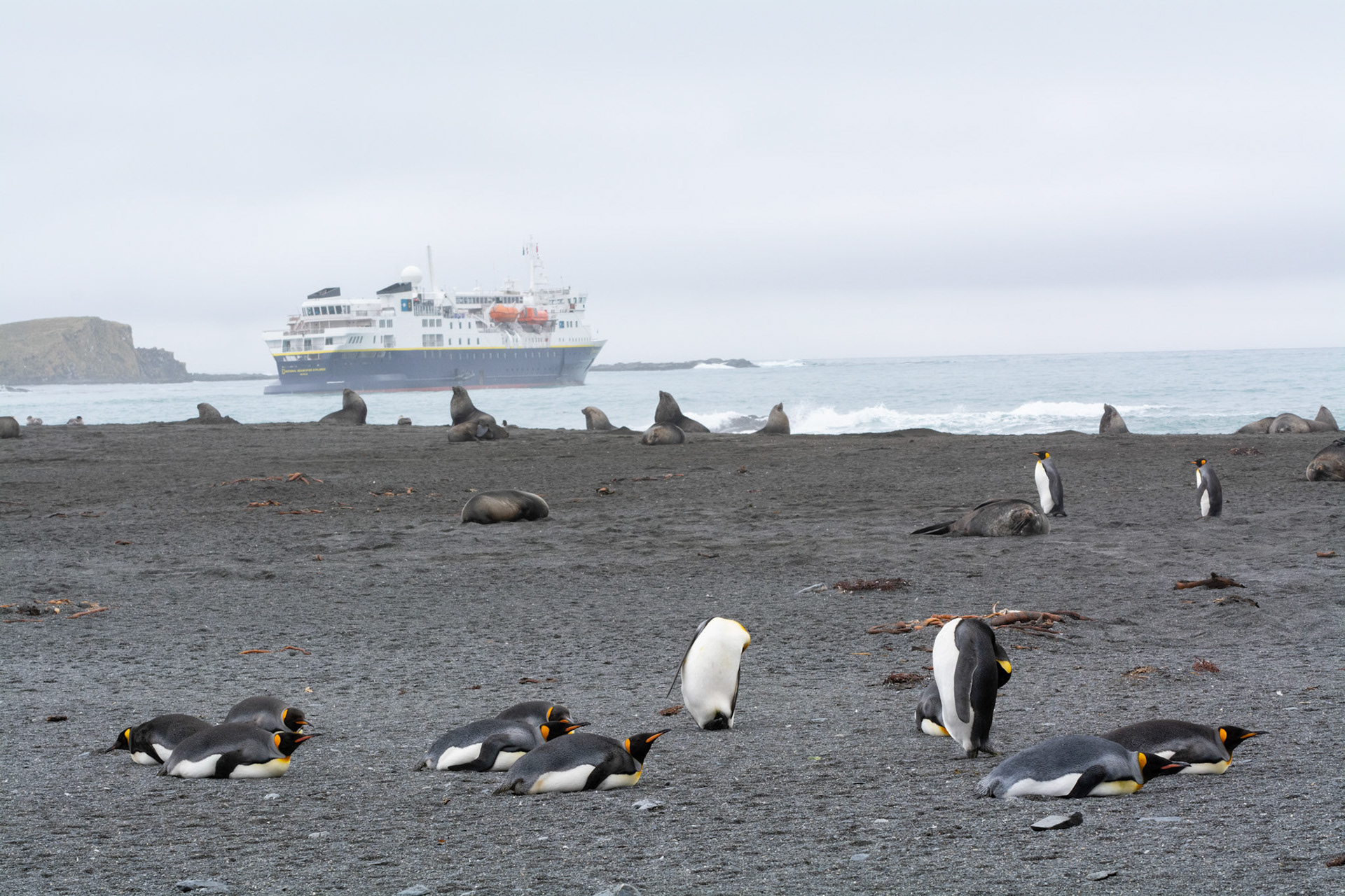 Kings & Elephant Seals- Right Whale Bay
