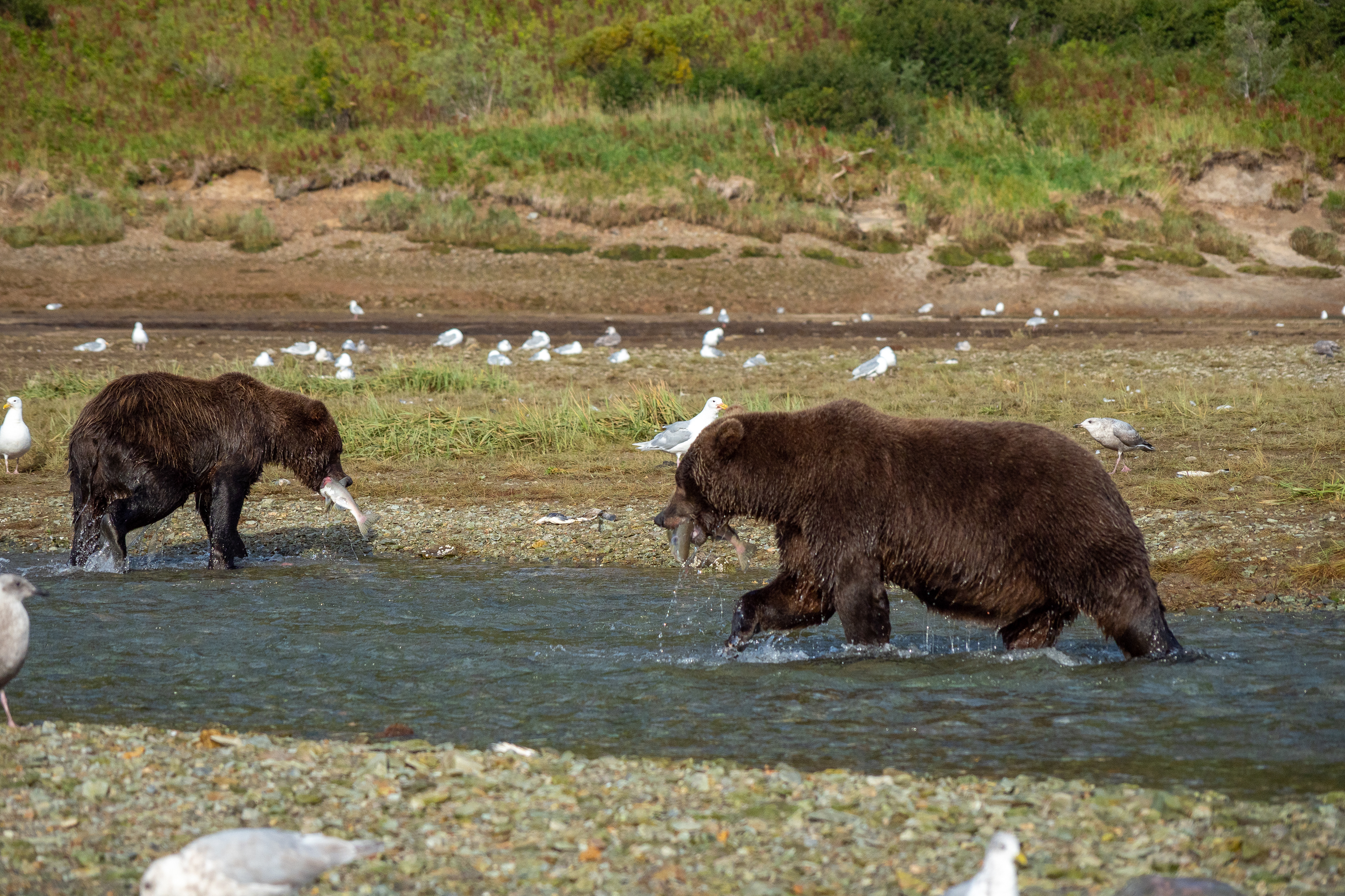 Second-Summer cubs fishing