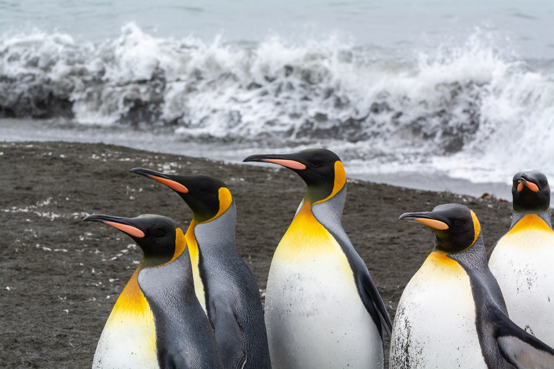 Kings- Right Whale Bay