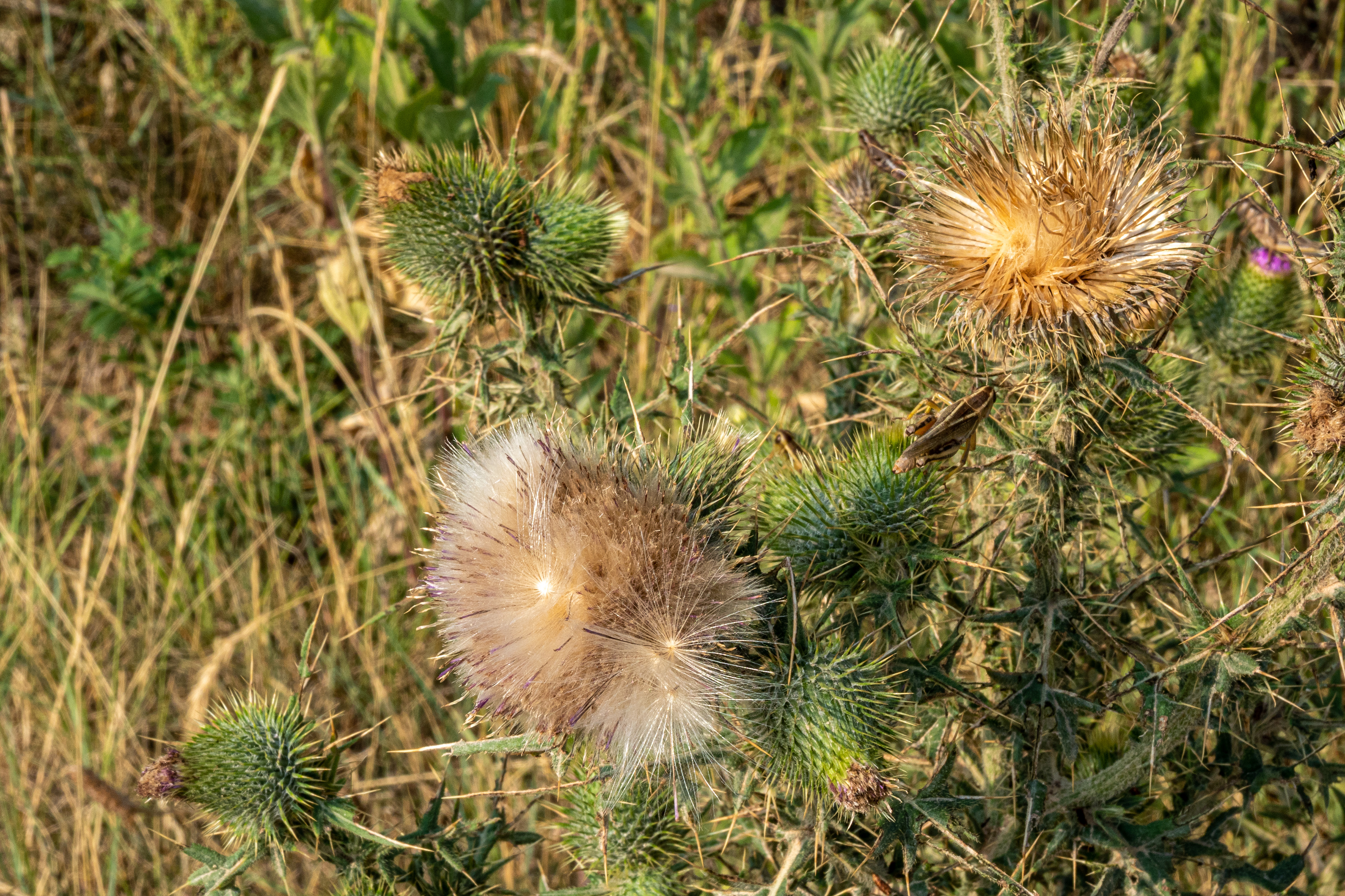 Thistle