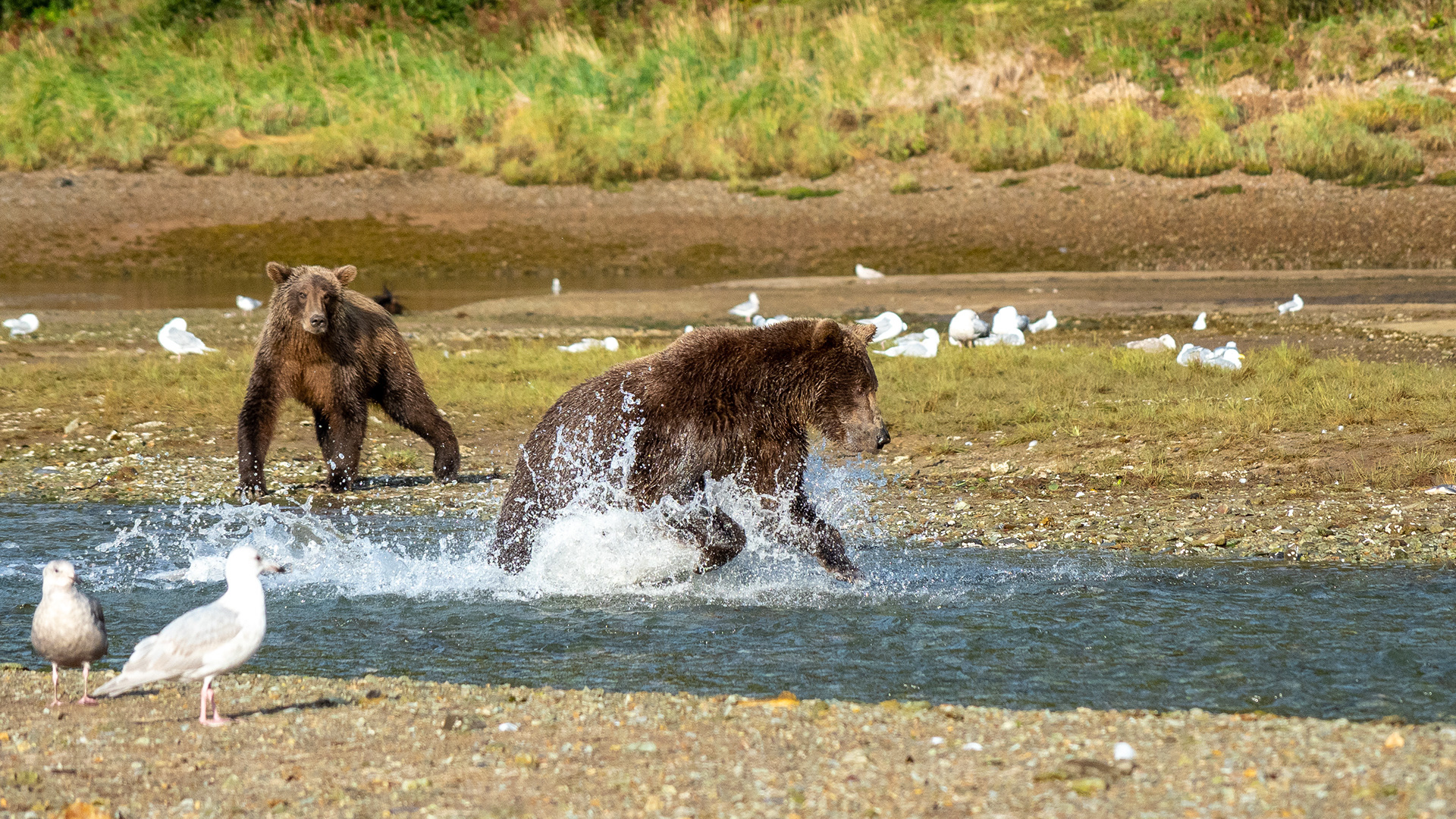 Cubs learning to fish