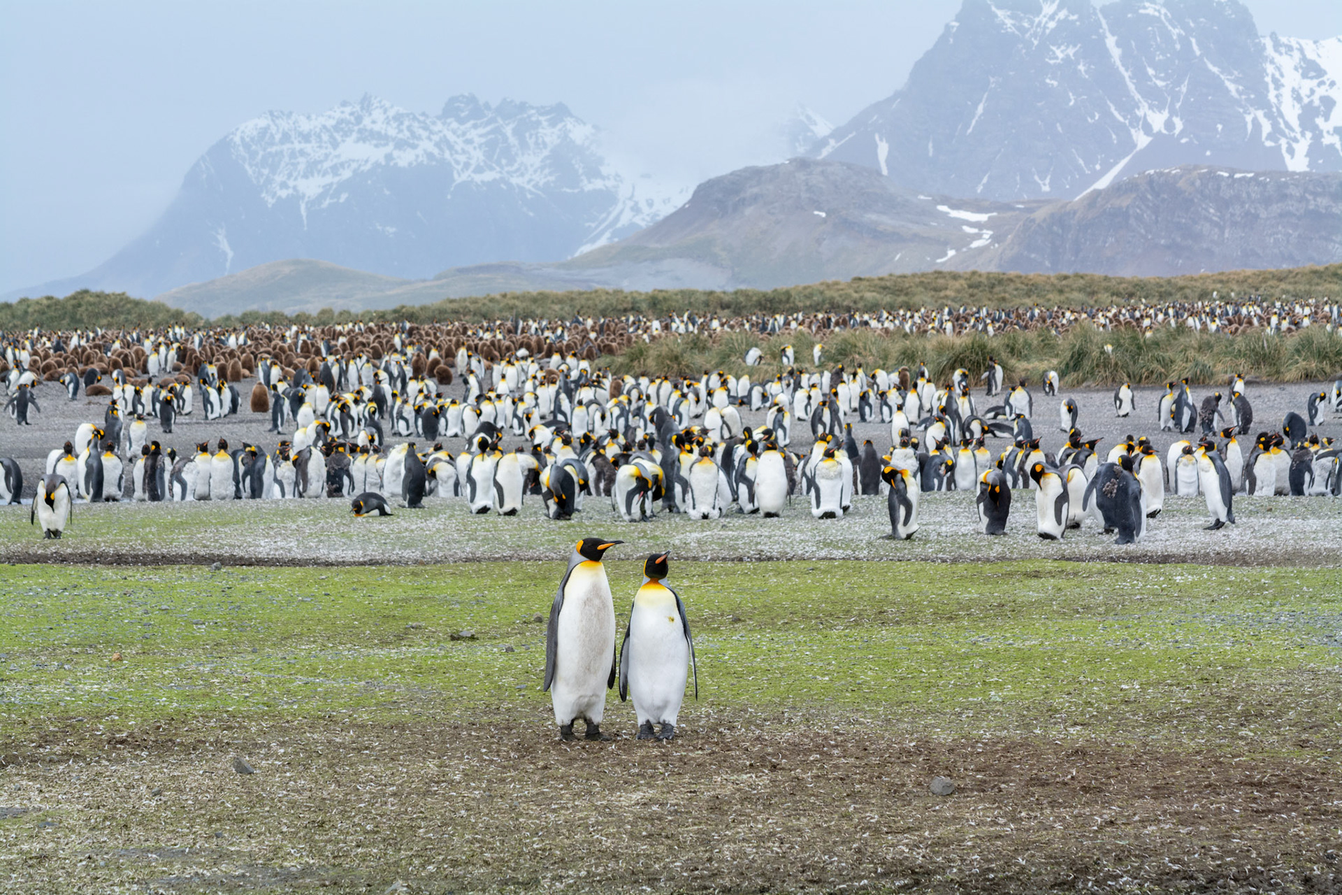 King Penguins- Salisbury Plain 