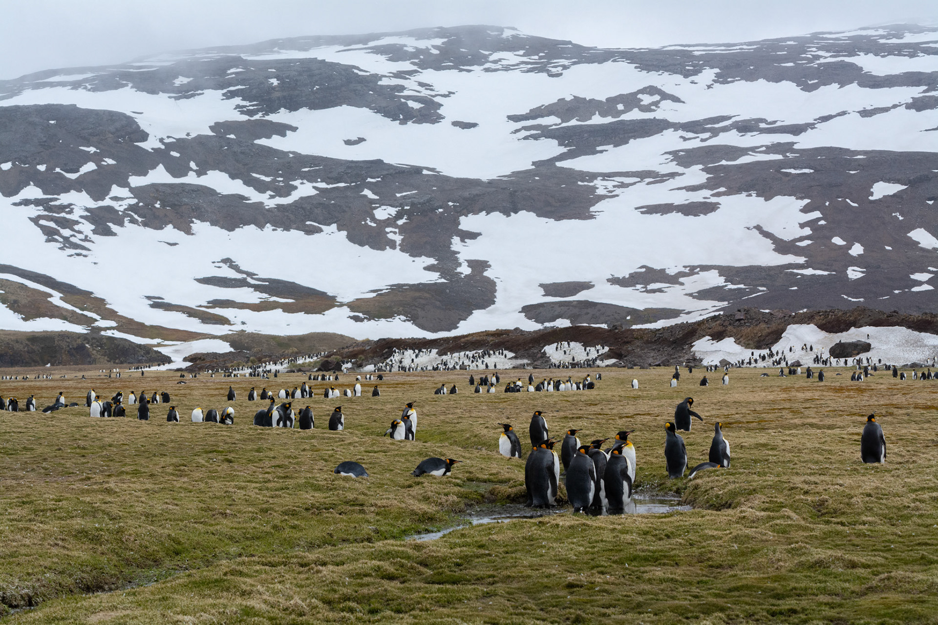 King Penguins- Salisbury Plain 