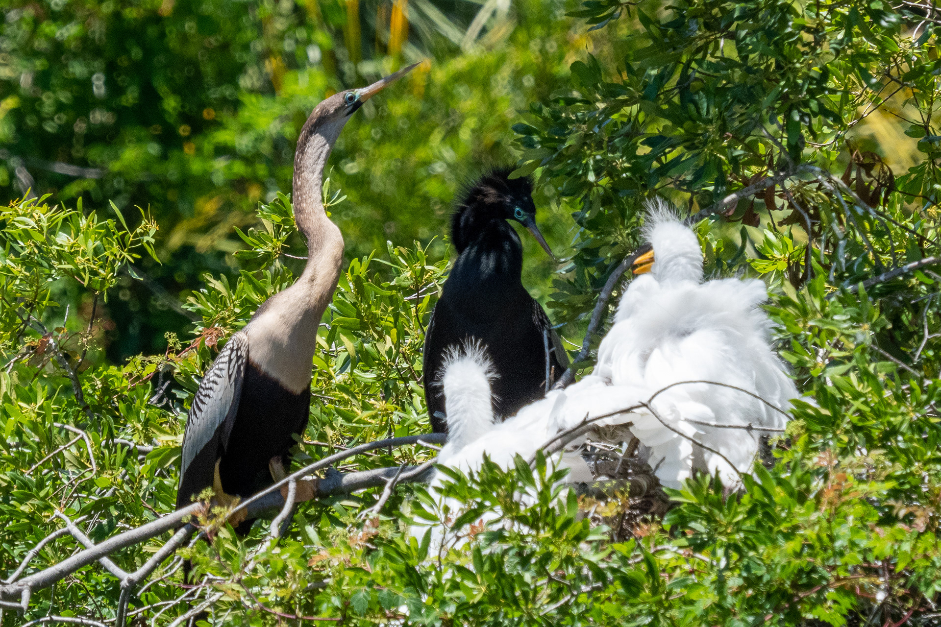 June 1, 2020- Anhinga mating pair squabble over nest with Great Egrets