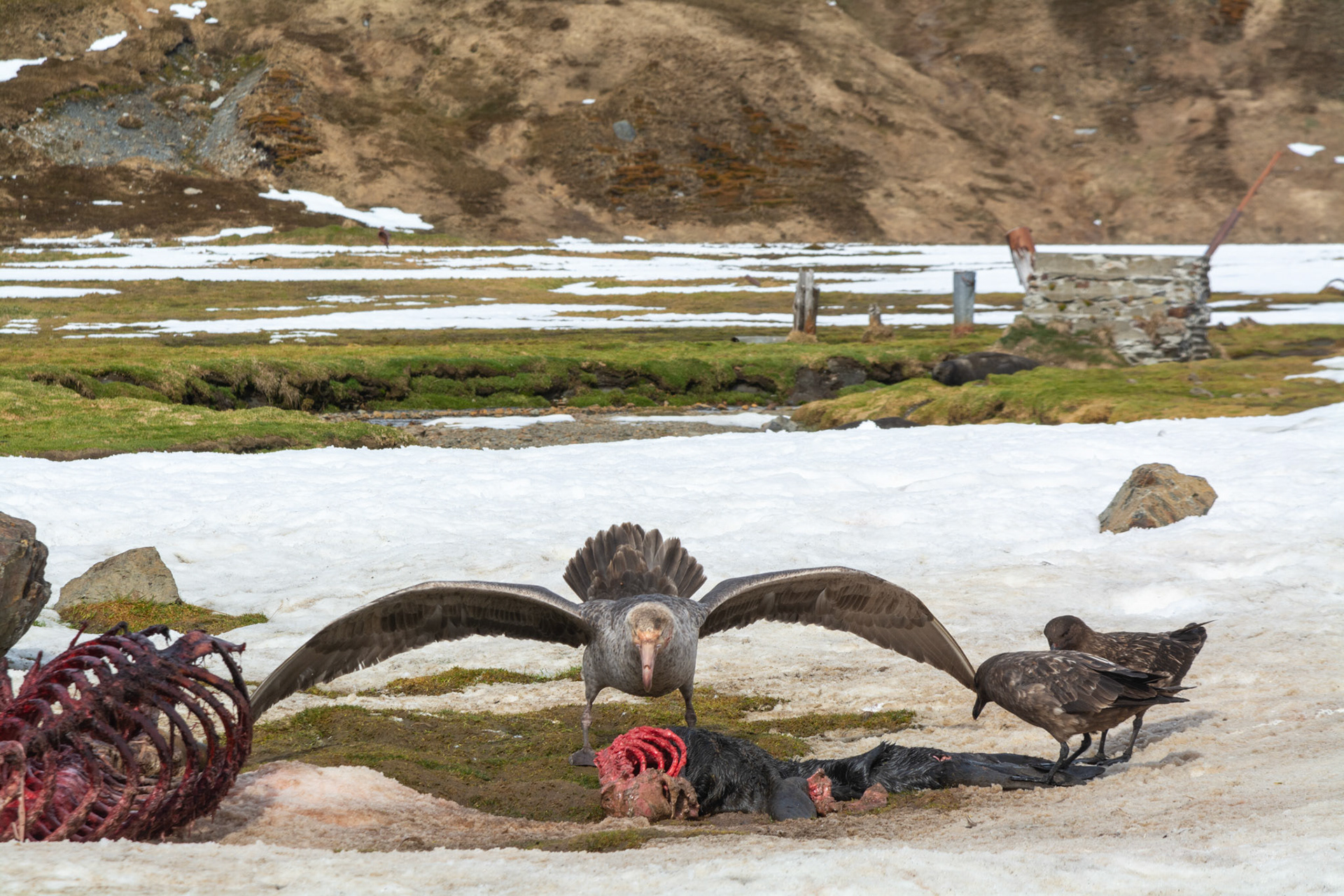 Skuas & Giant Petrels fight over a delicious seal breakfast-Ocean Harbor