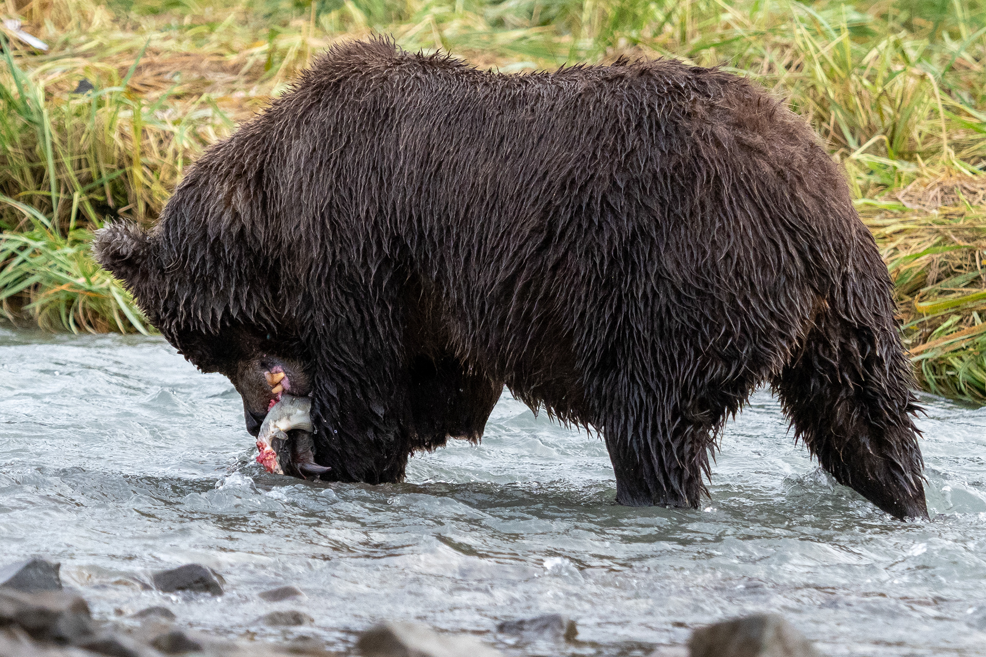 Tearing into that salmon