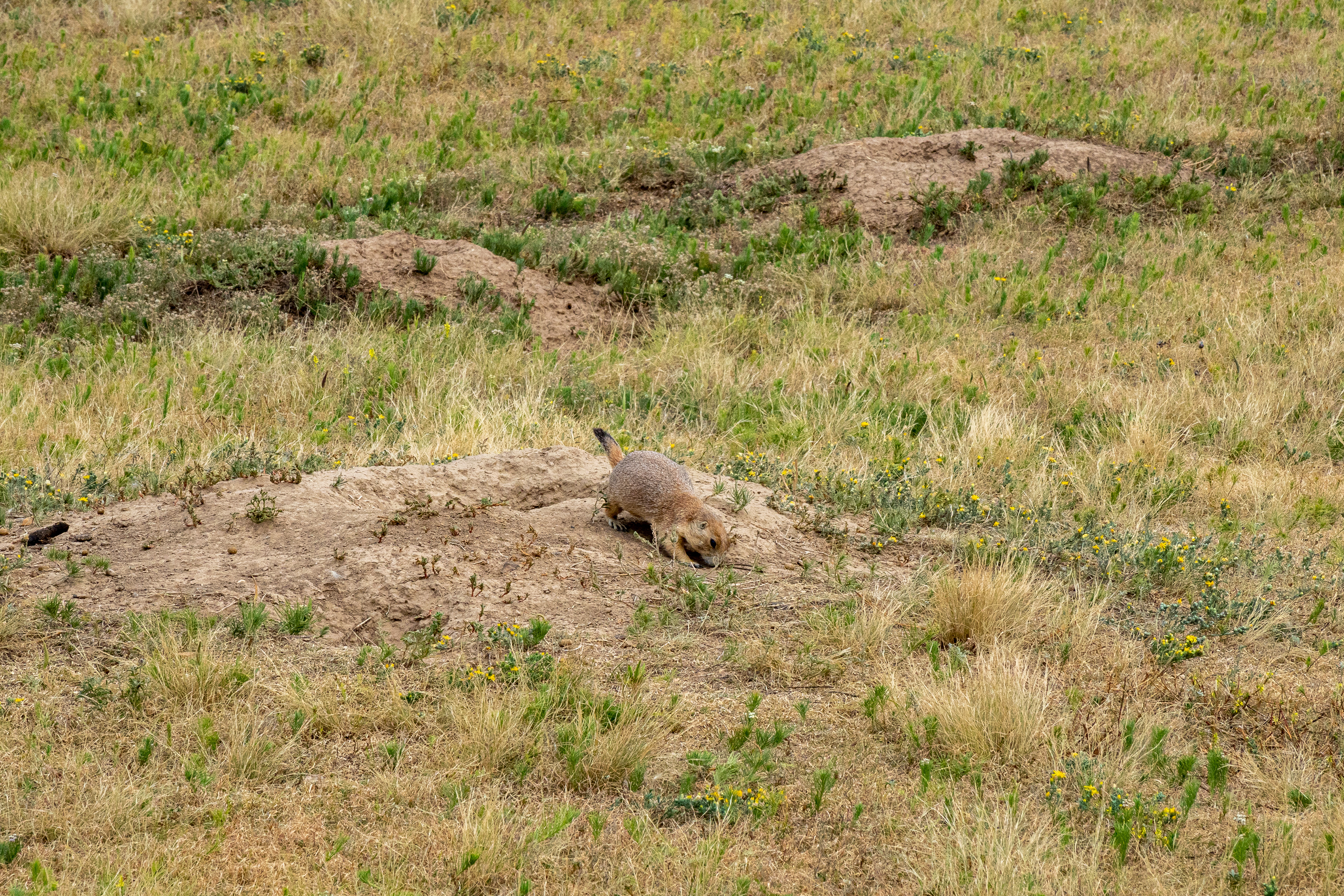 Prairie Dogs