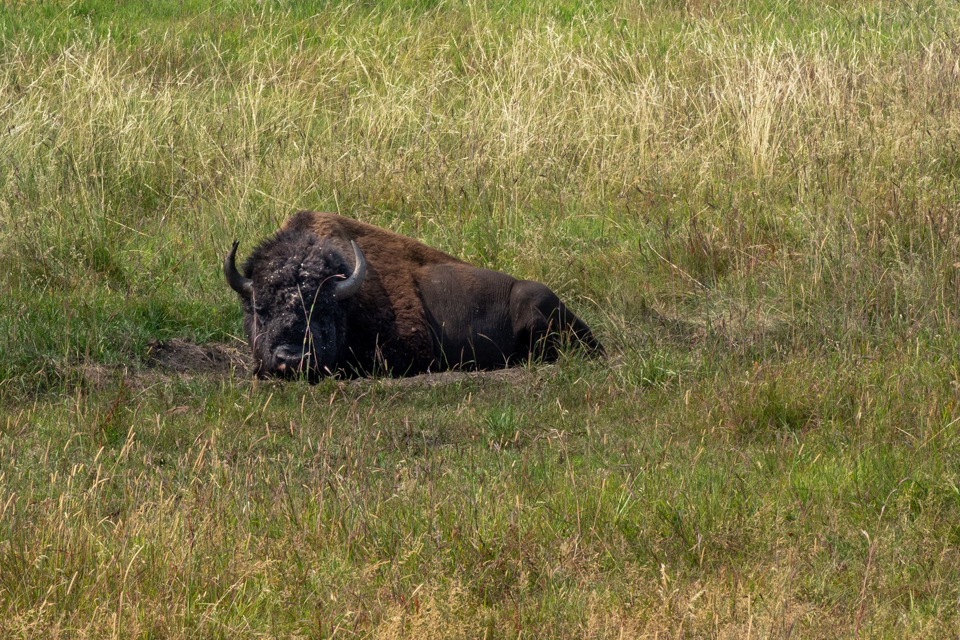 The Prairie- Black Hills Custer State Park