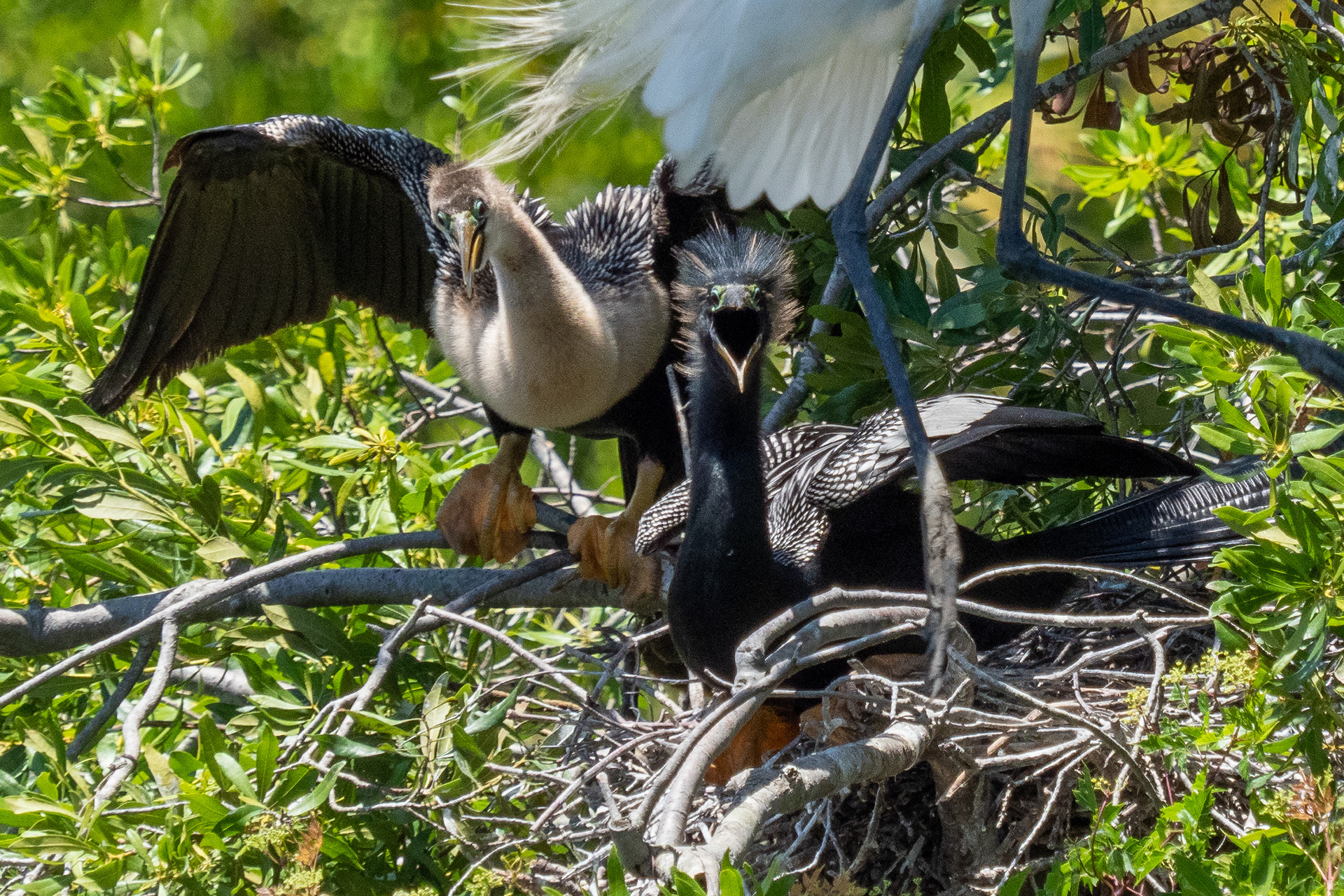 June 1, 2020- Anhinga mating pair squabble over nest with Great Egrets