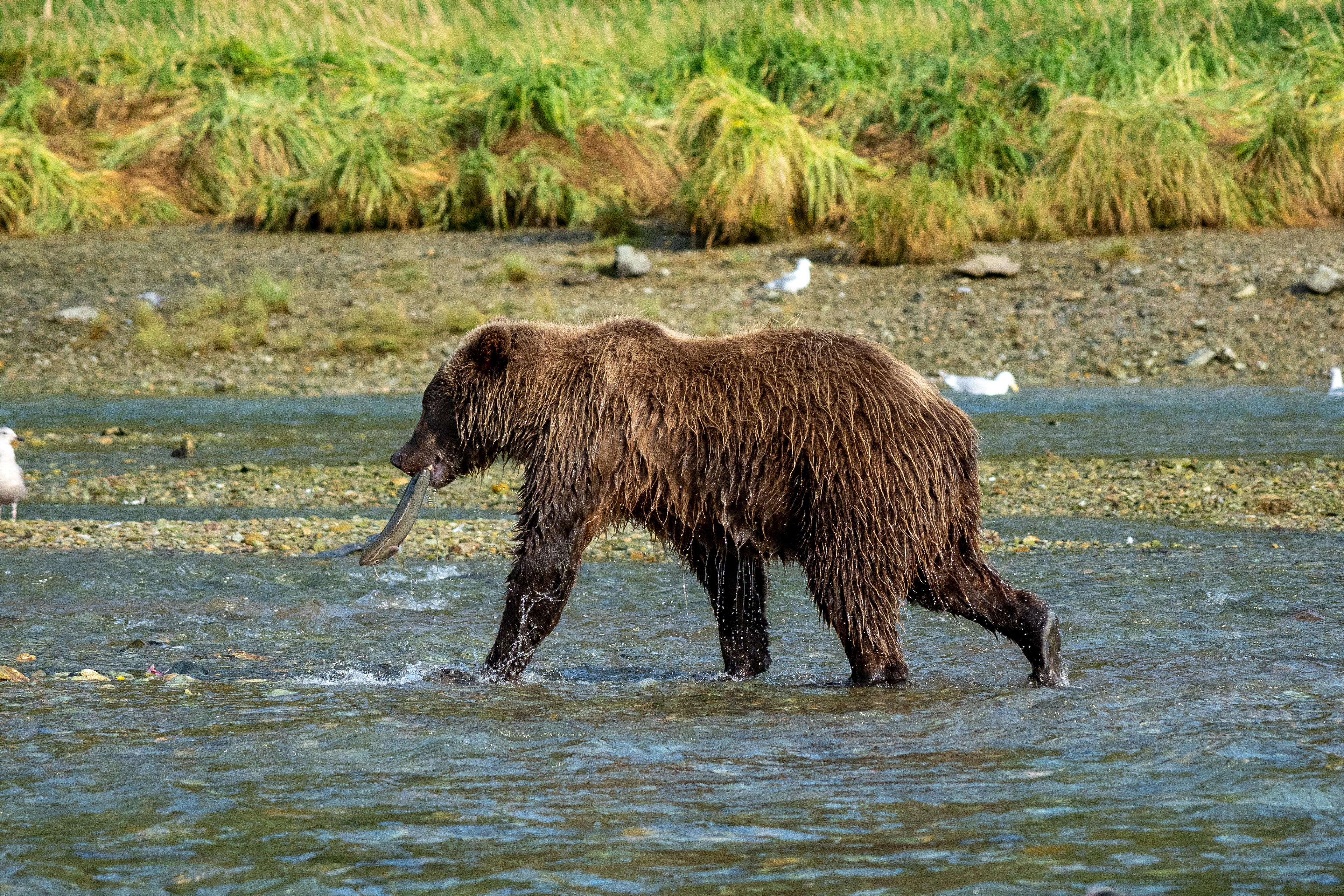 Another catch for the cub
