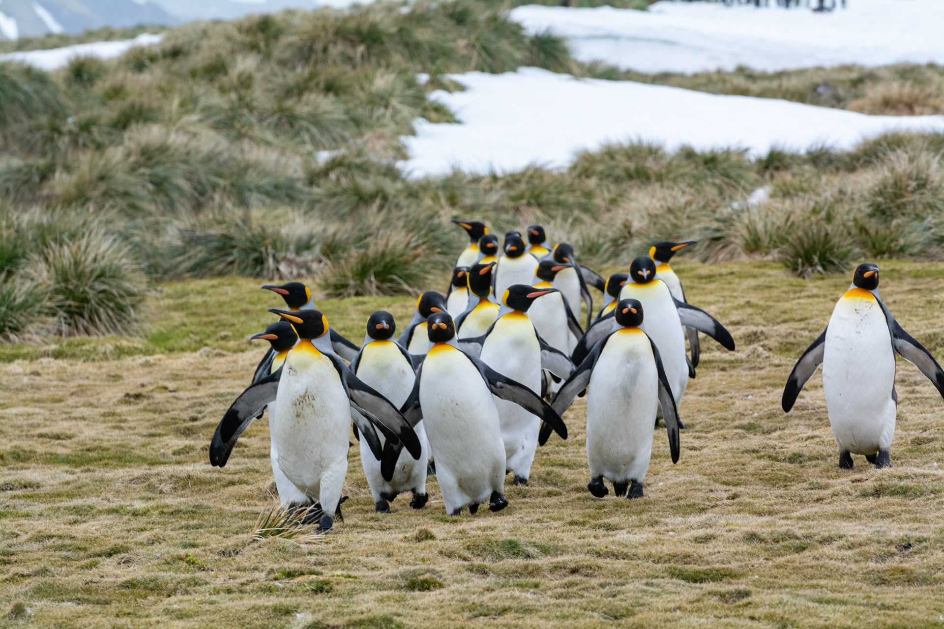 Kings- Salisbury Plain