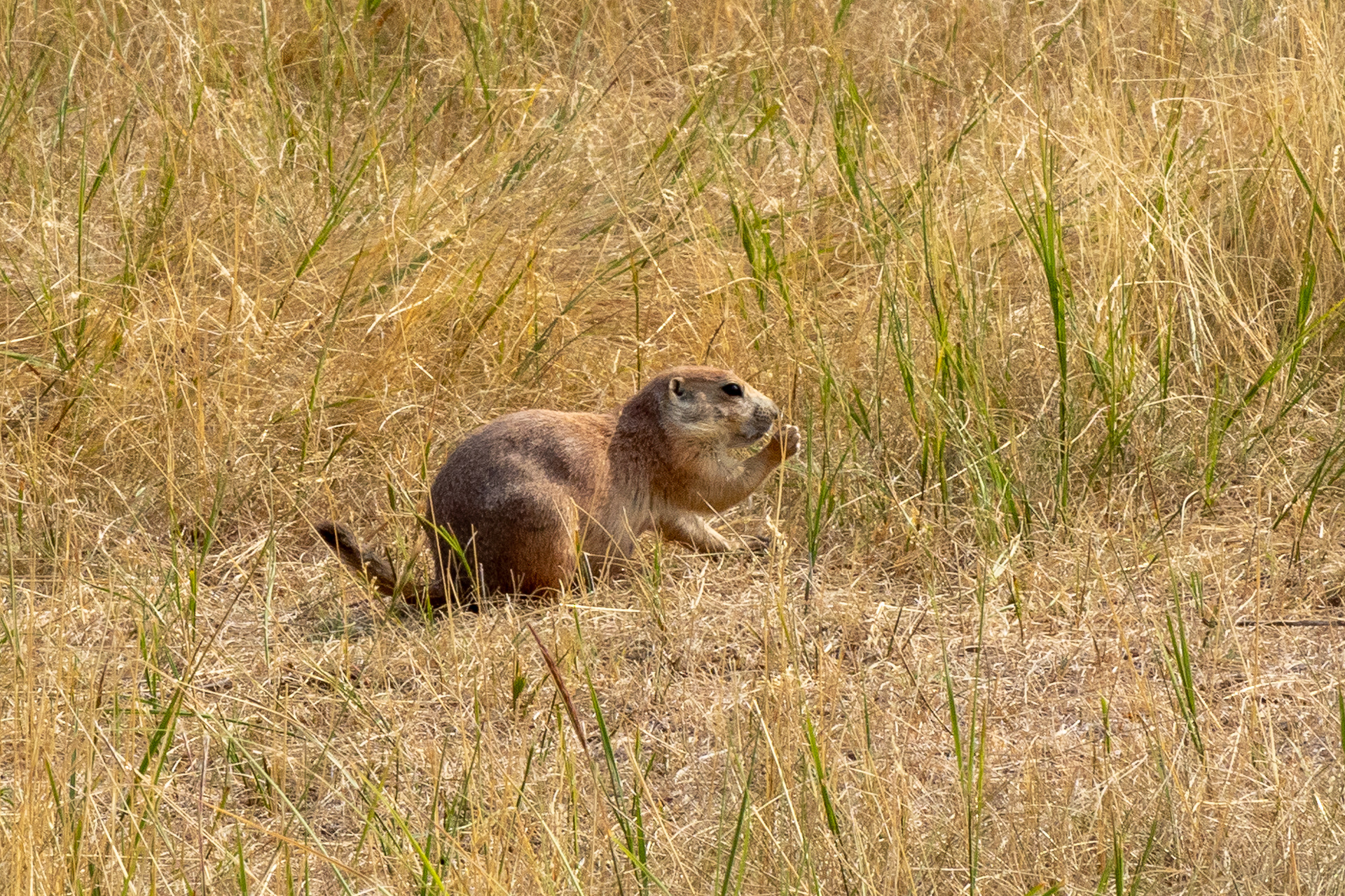 Prairie Dogs
