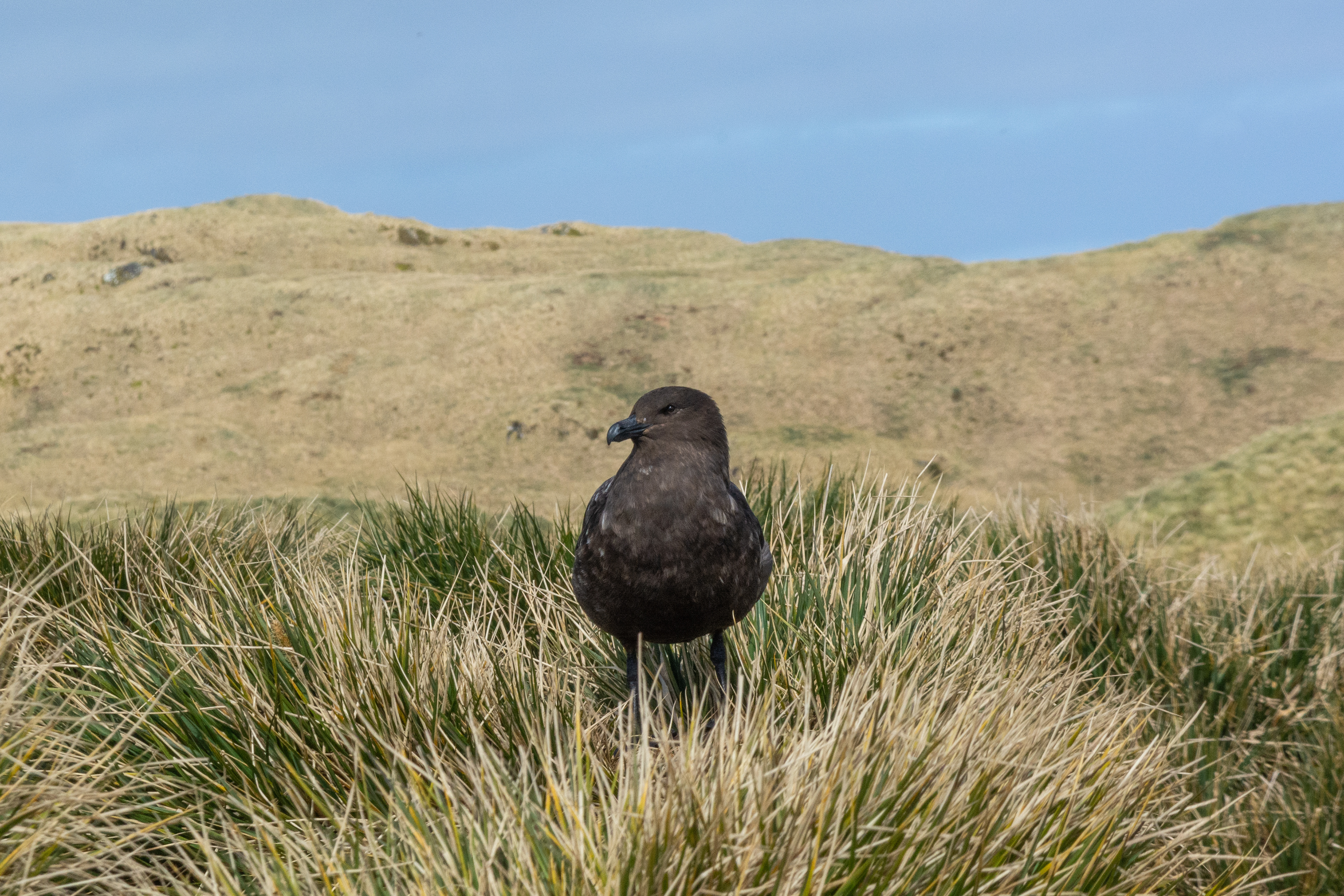 Brown Skua- Elsehul Bay