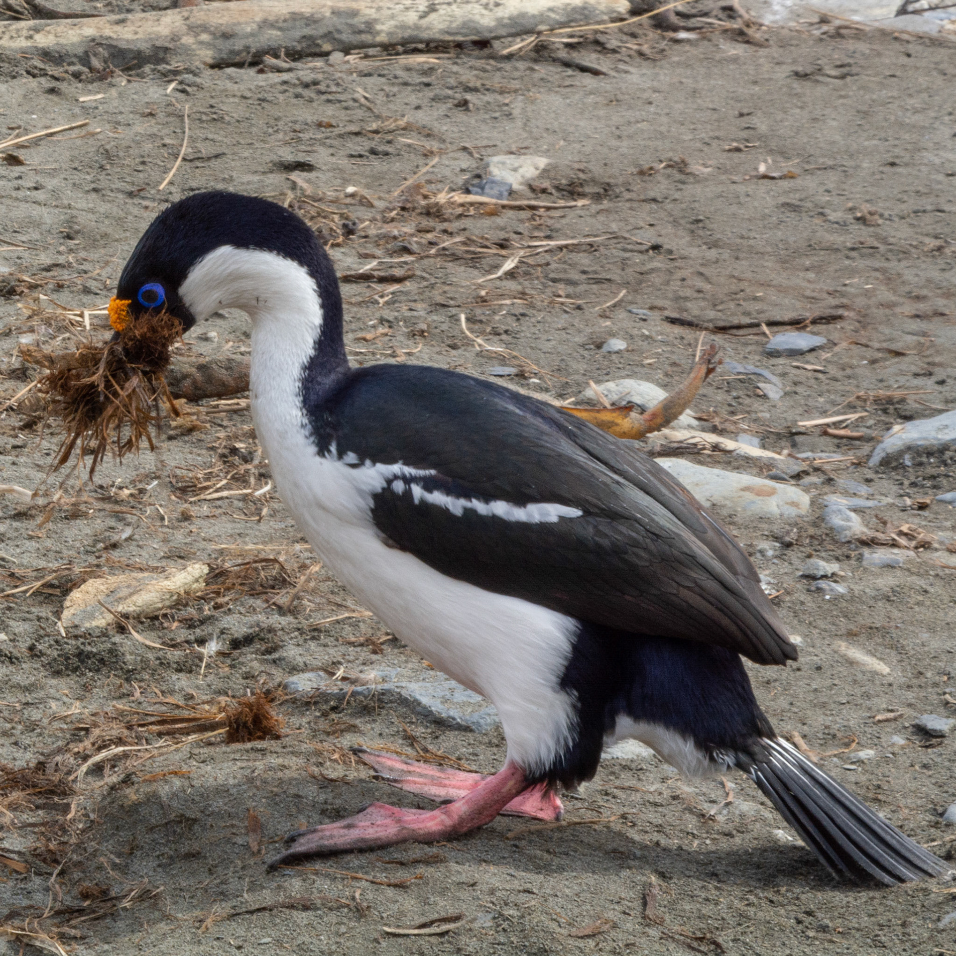 South-Georgia Shag gathering nest material- Ocean Harbor