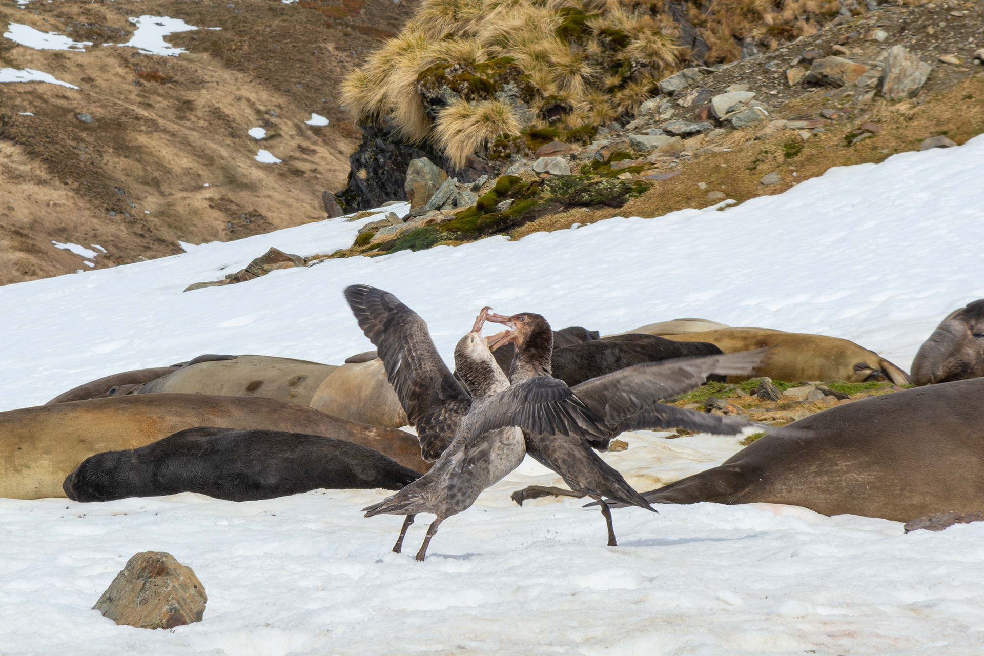  Giant Petrels defending the seal breakfast-Ocean Harbor
