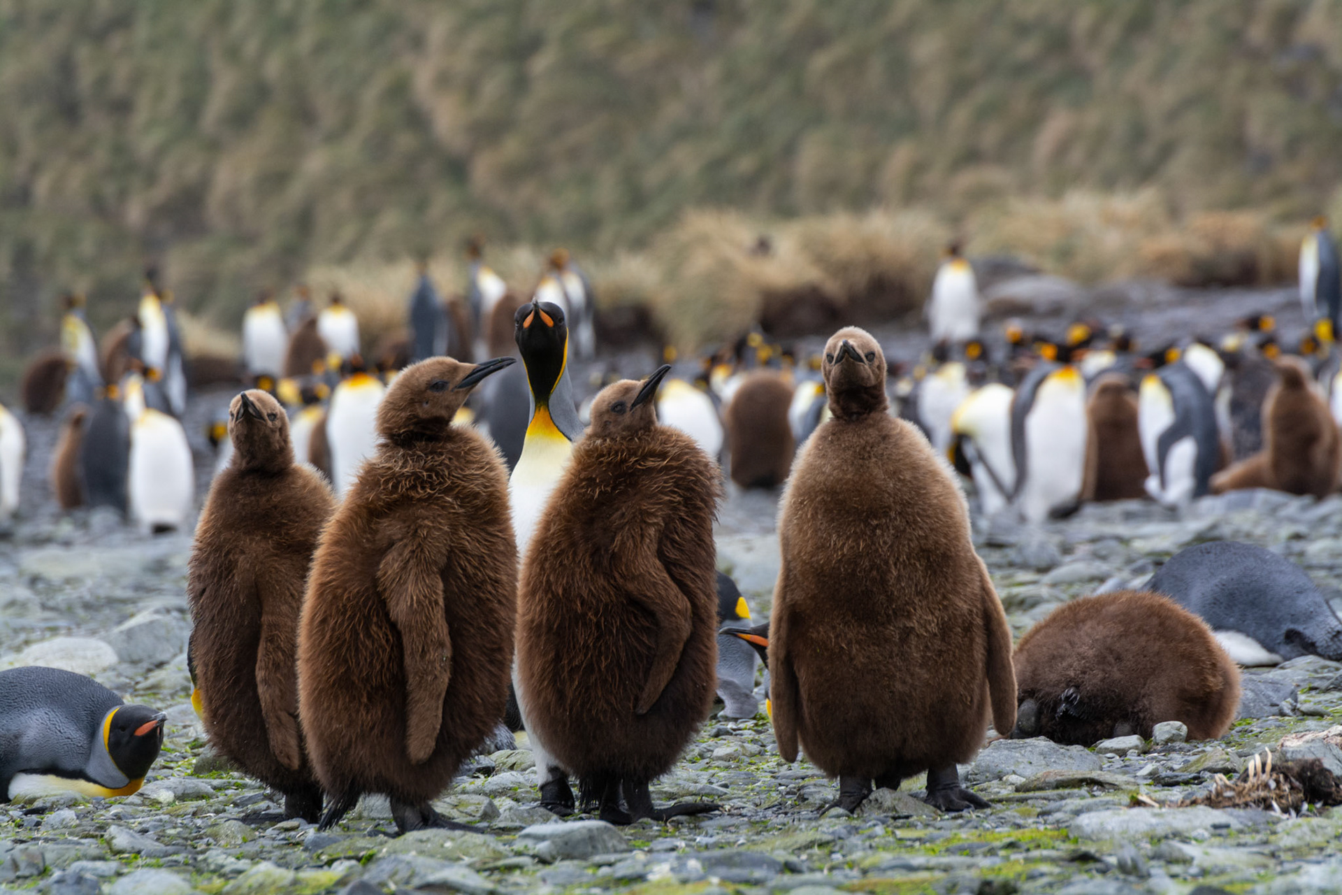 Oakum Boys- Right Whale Bay