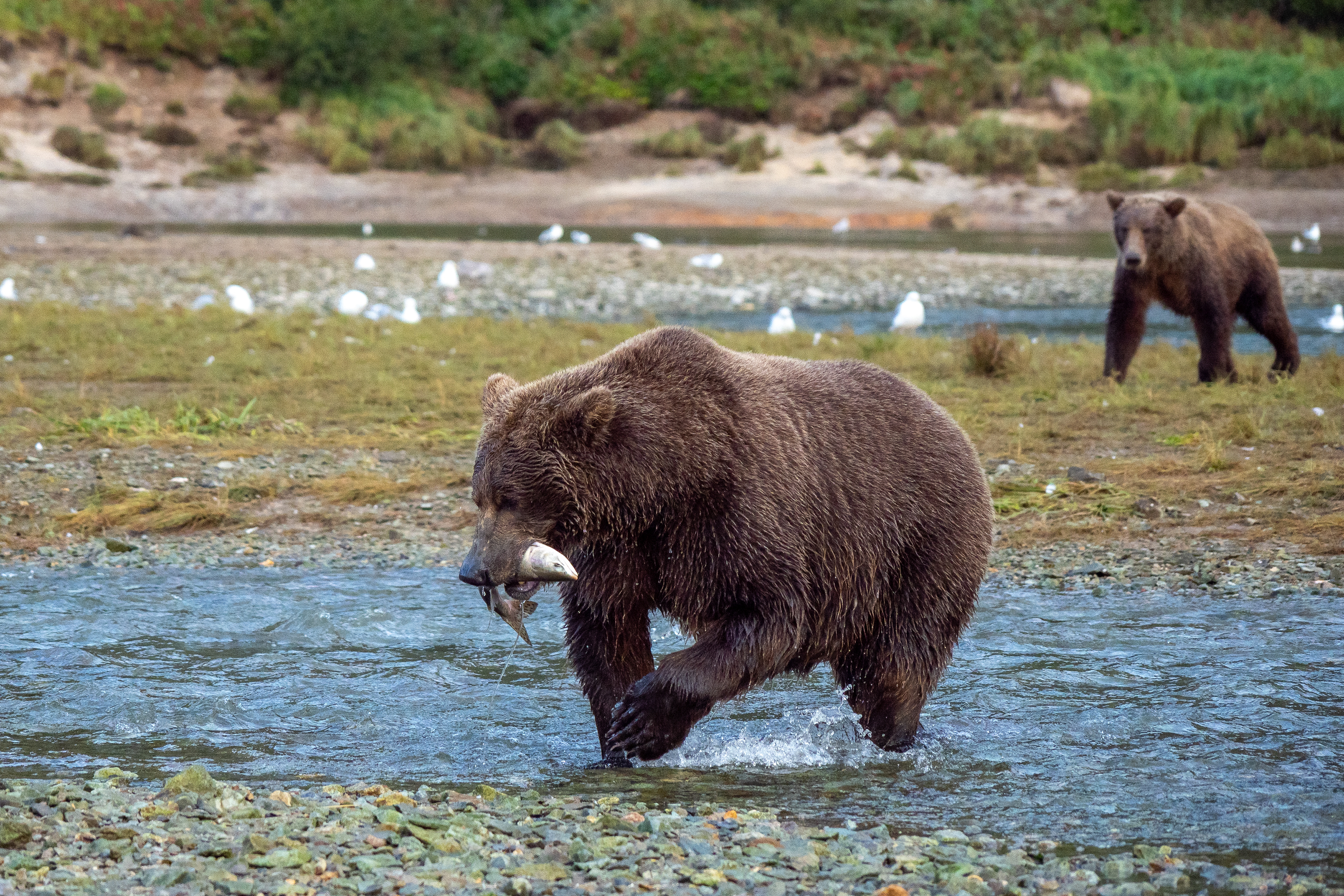 Cub caught one!