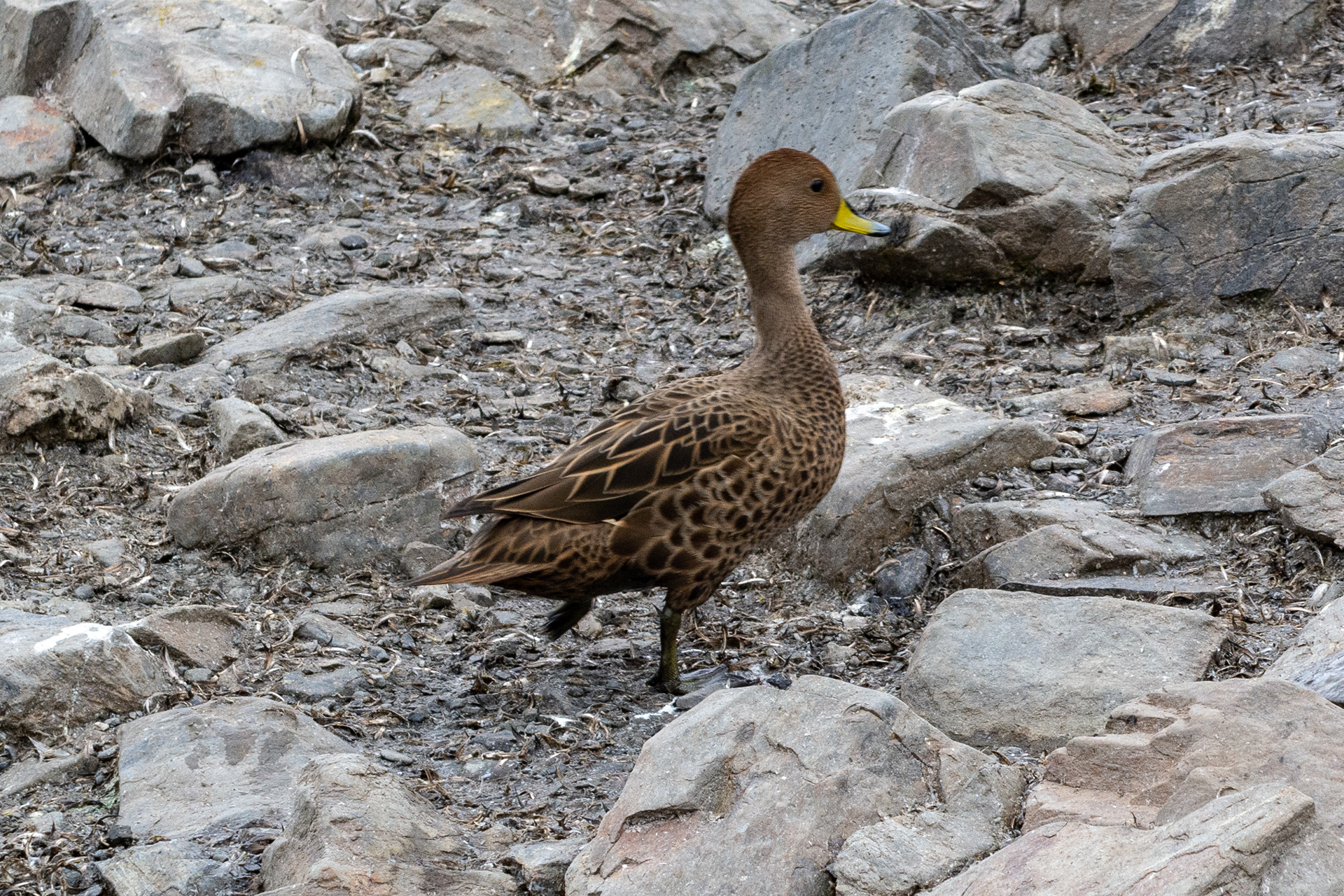 South Georgia Pintail- Salisbury Plain