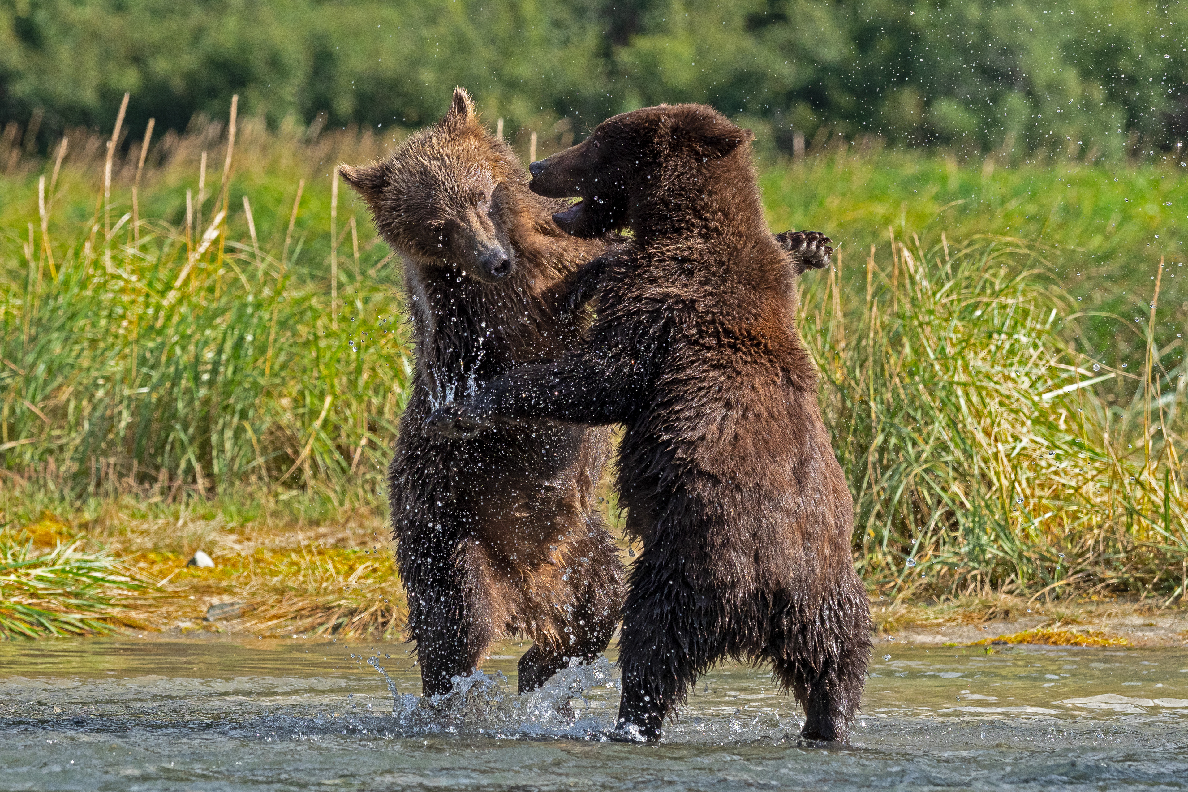 Second-Summer cubs sparing