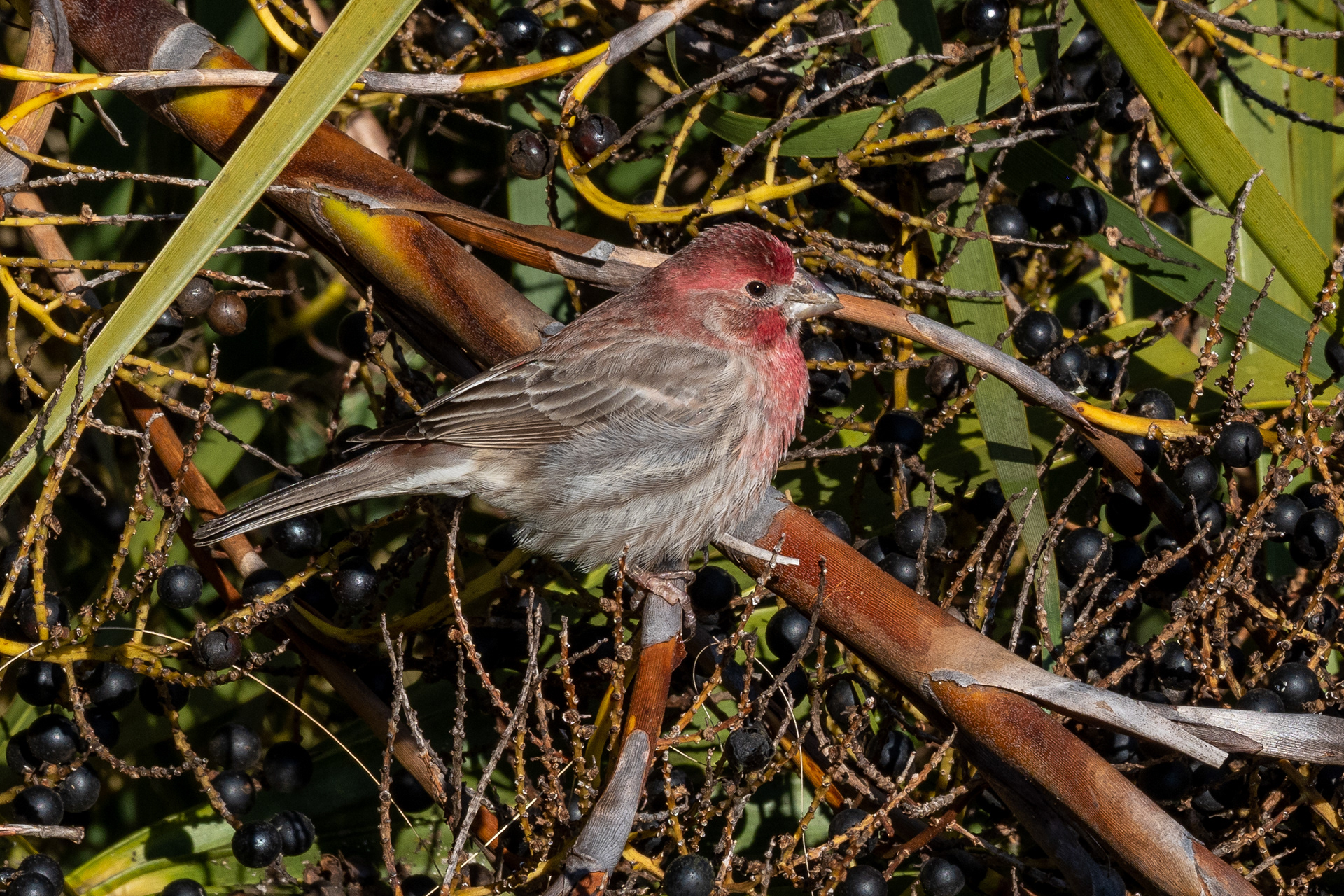 Adult Male House Finch (palmetto tree near deck)