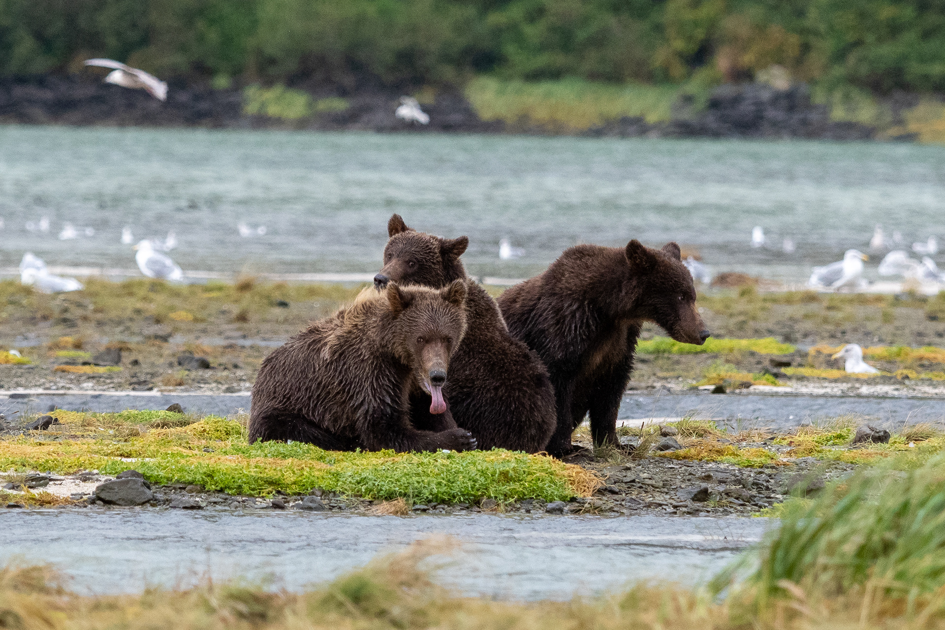 Mischievous Second-Summer cubs