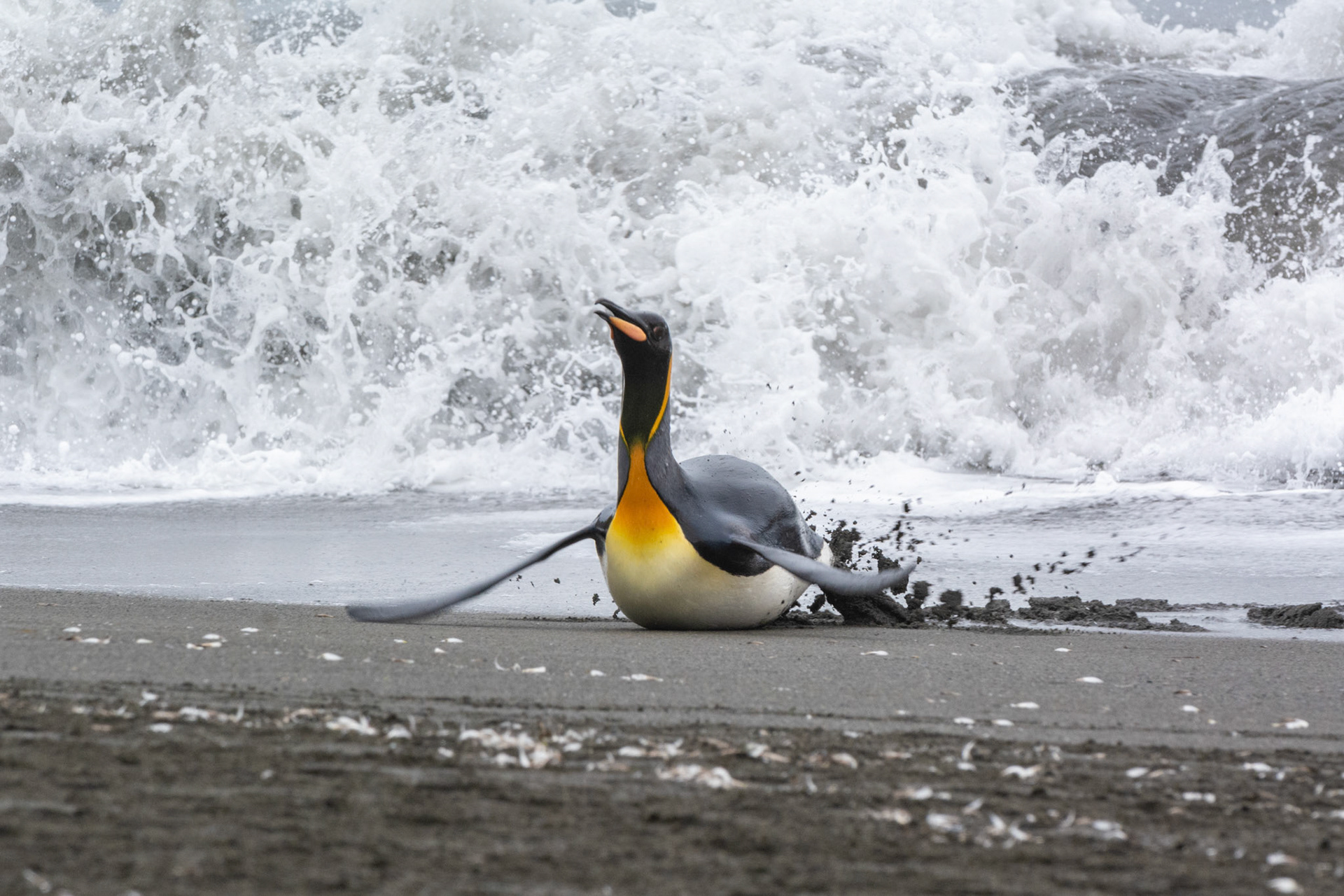 King emerging from feeding- Right Whale Bay