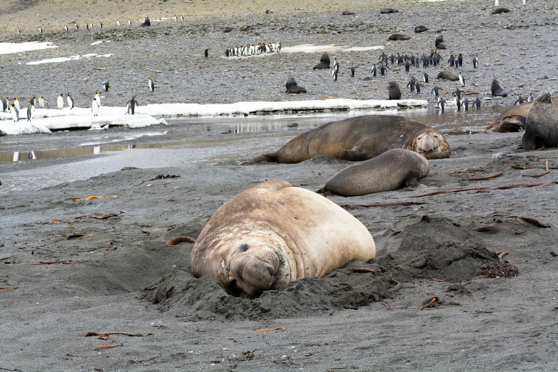Male Elephant Seal- Right Whale Bay