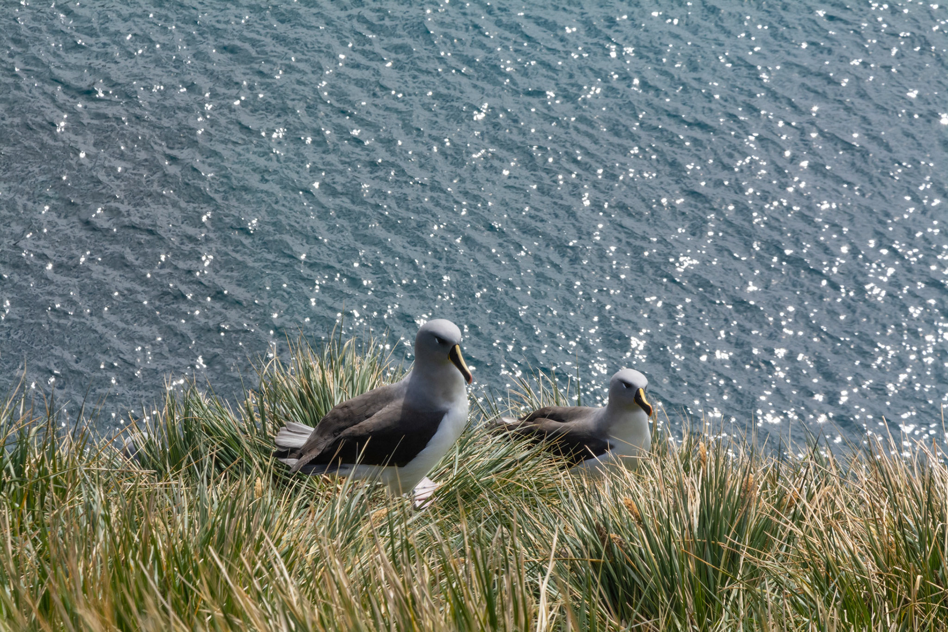 Pair of Grey- Headed Albatross- Elsehul Bay