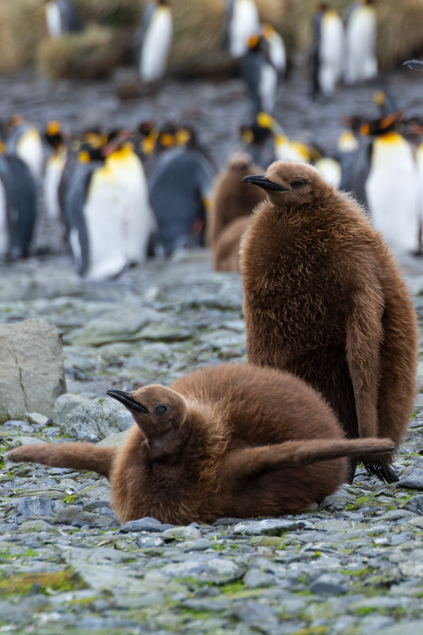 Oakum Boys- Right Whale Bay