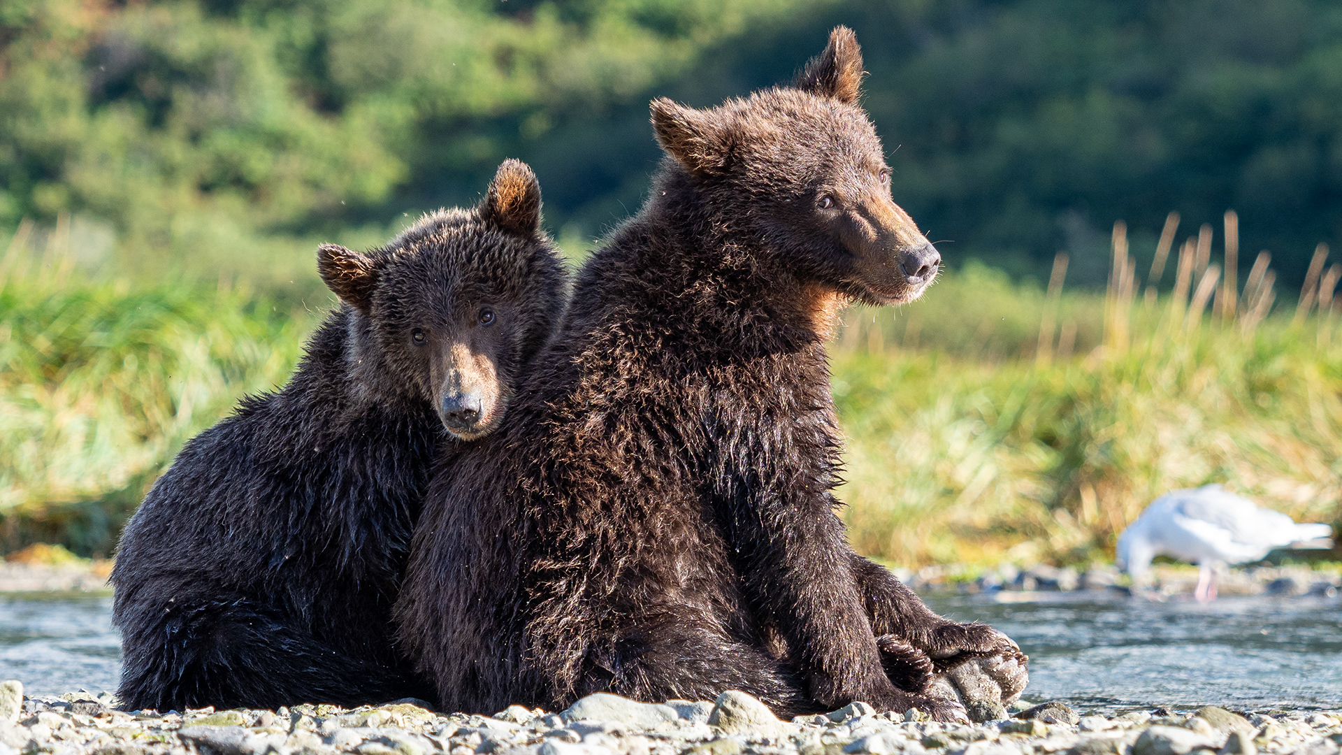 Two Second-Summer cubs