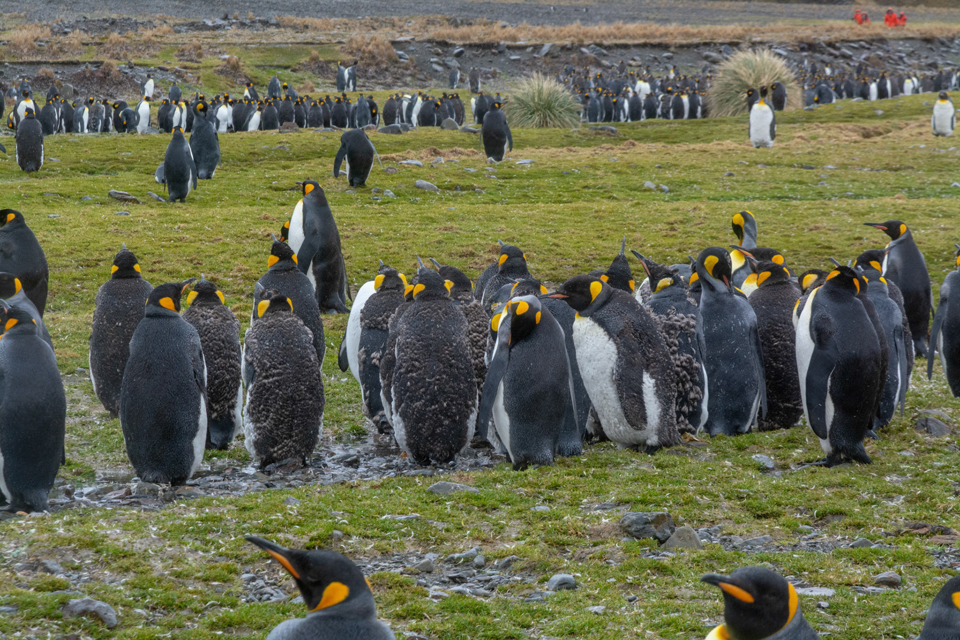 Group of molting King Penguins-Fortuna Bay