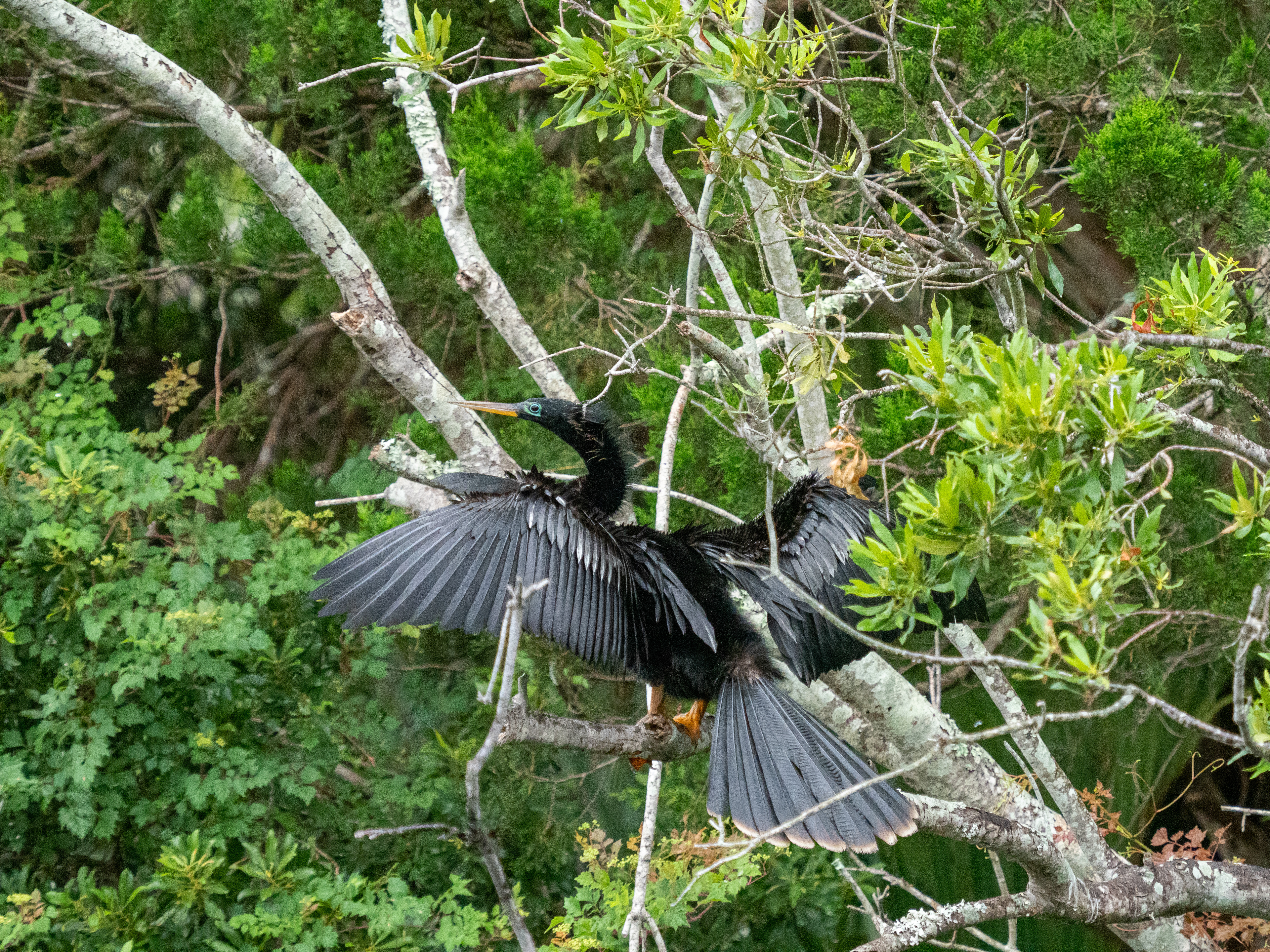 June 8, 2020- Anhinga Male drying wings