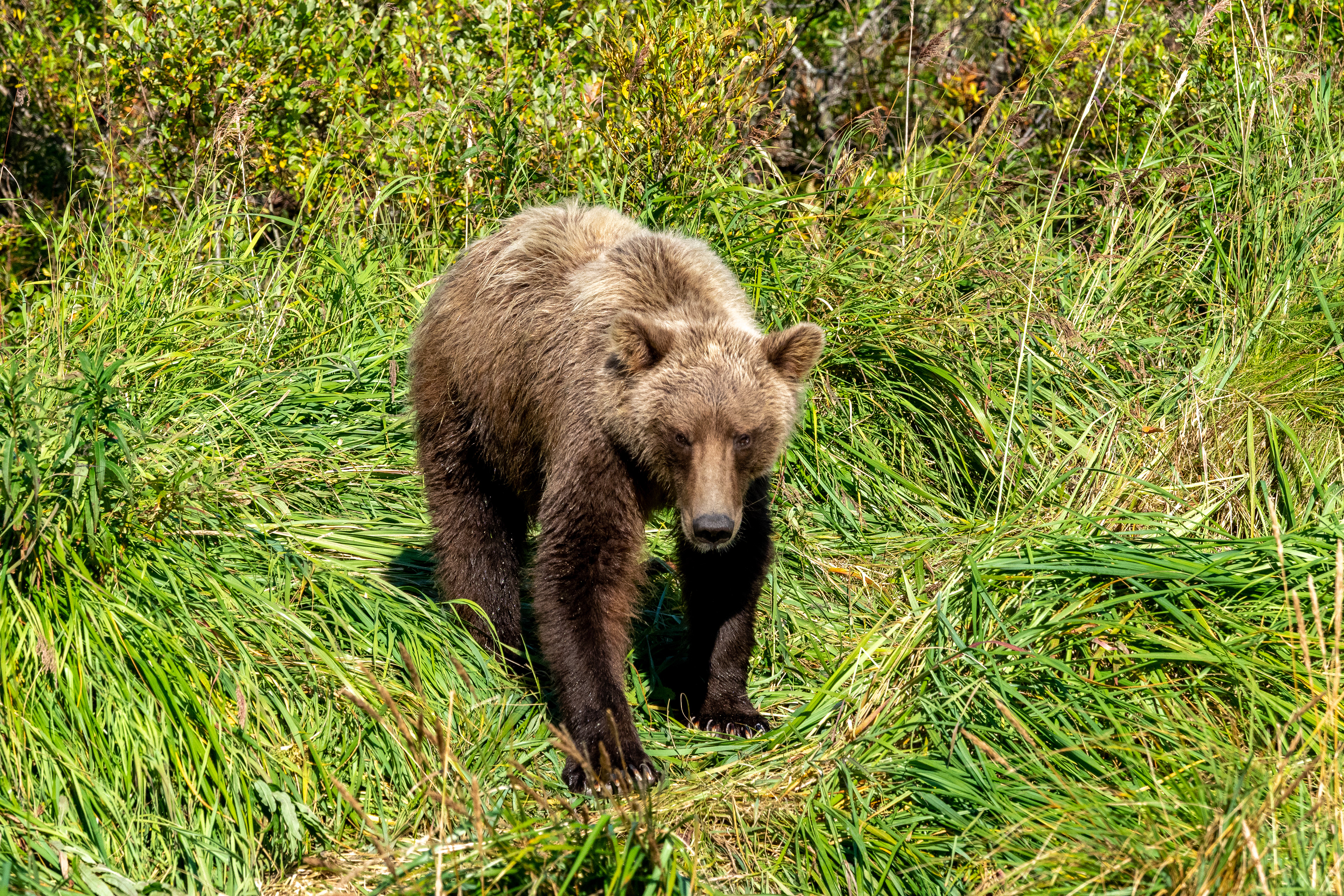 Another cub in the shore grasses