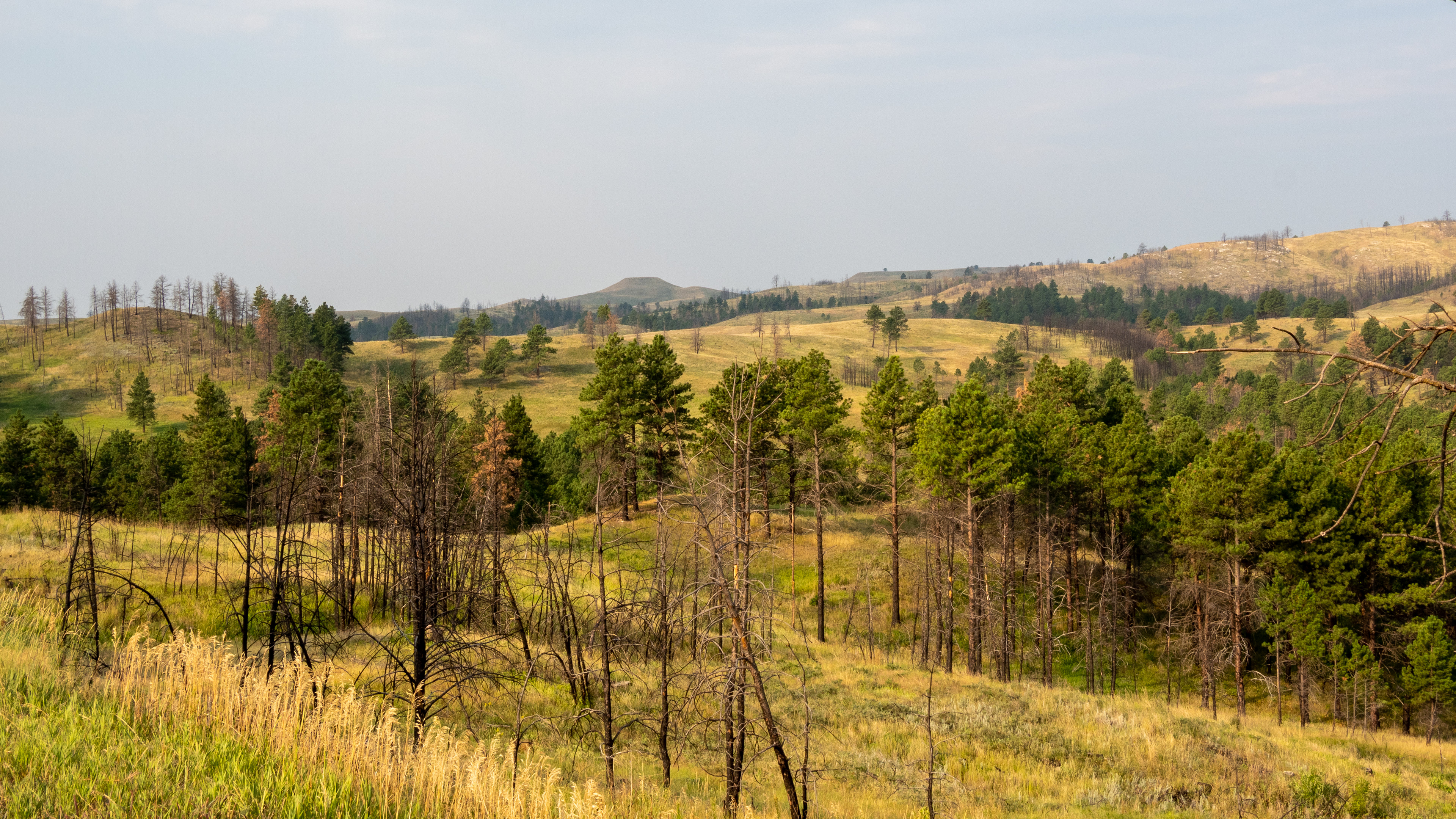 The Prairie- Black Hills Custer State Park