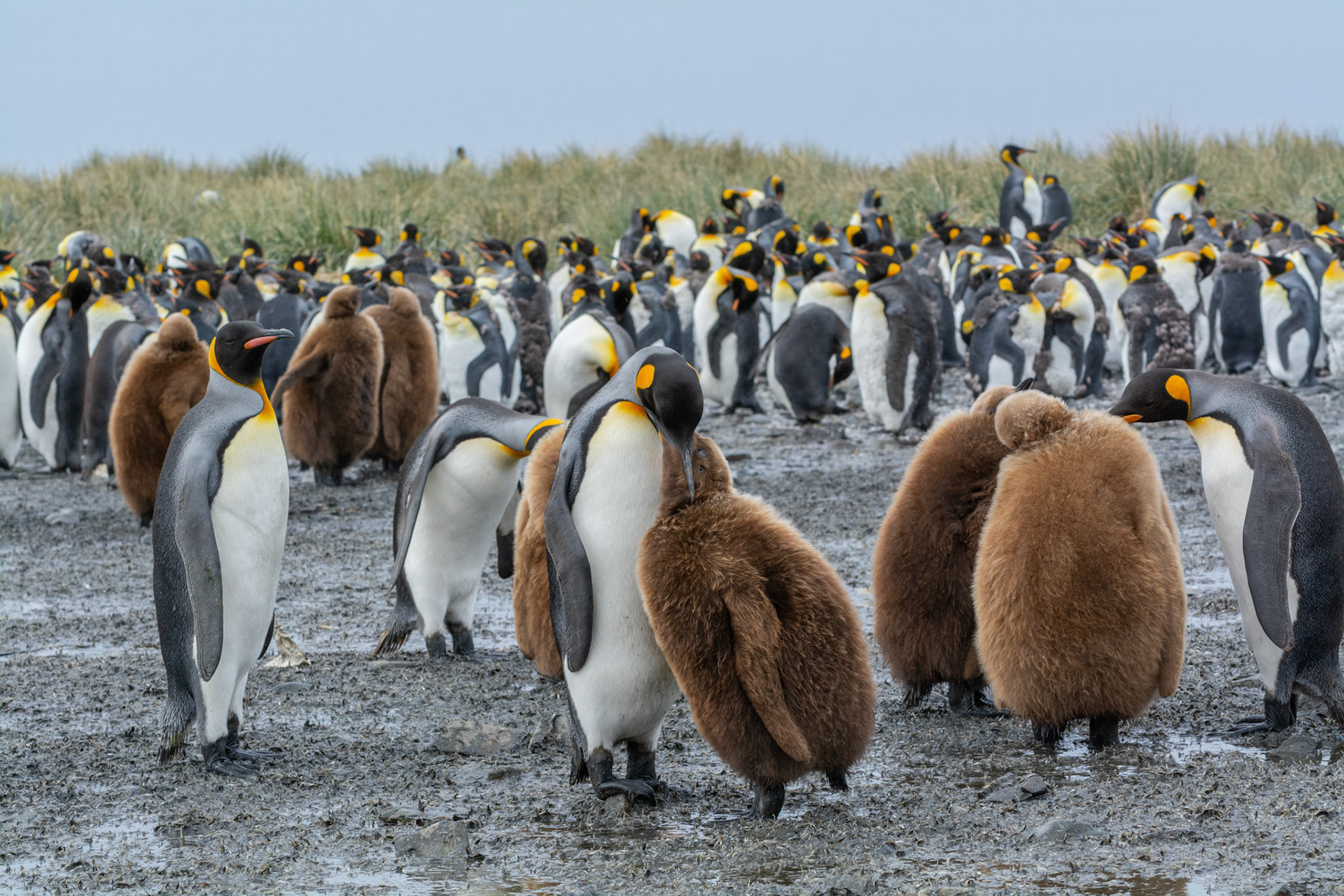 Adult King parent feeding chick- King- Salisbury Plain