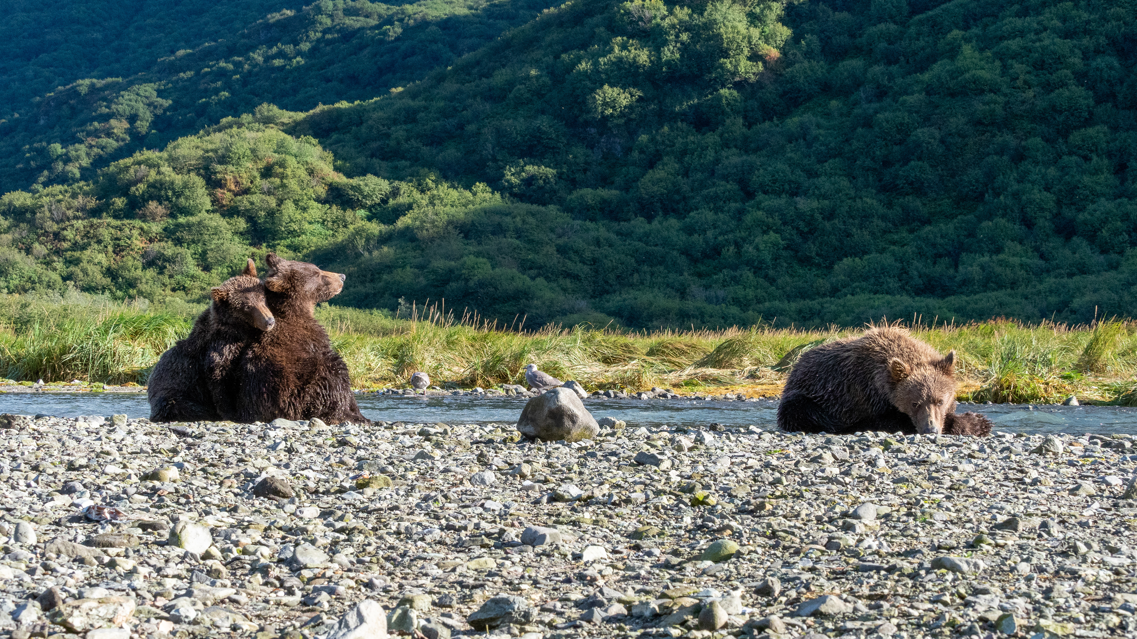 Trio of Second-Summer cubs