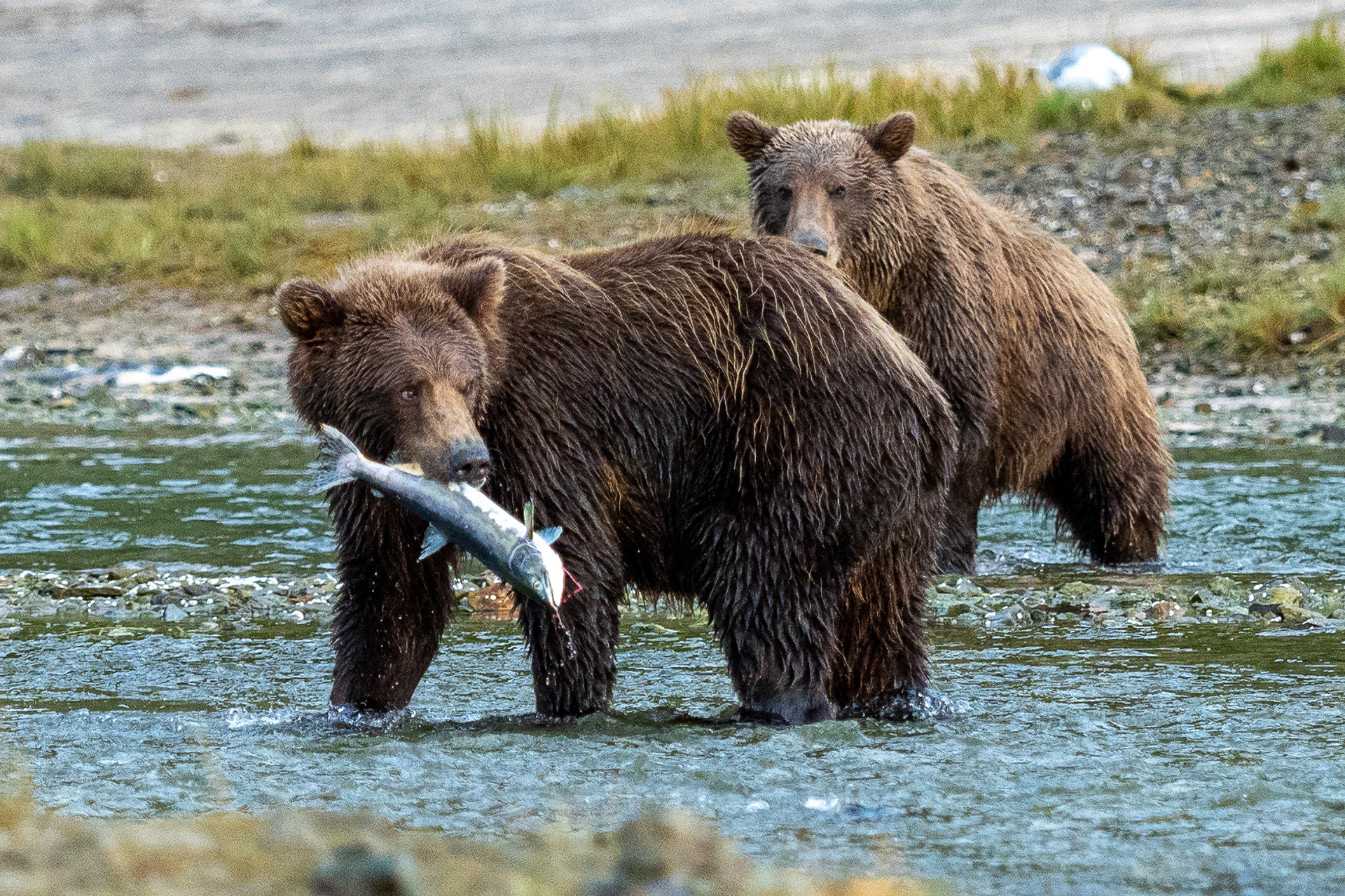 Mama & cub 