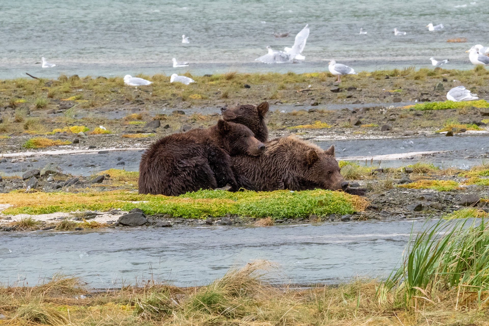 Second-Summer cubs pooped out