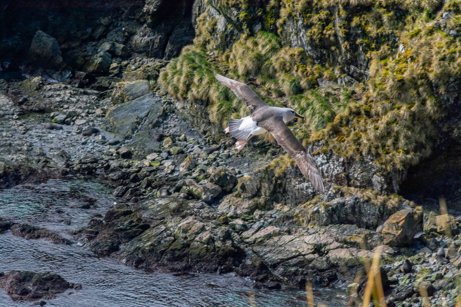  Grey- Headed Albatross- Elsehul Bay