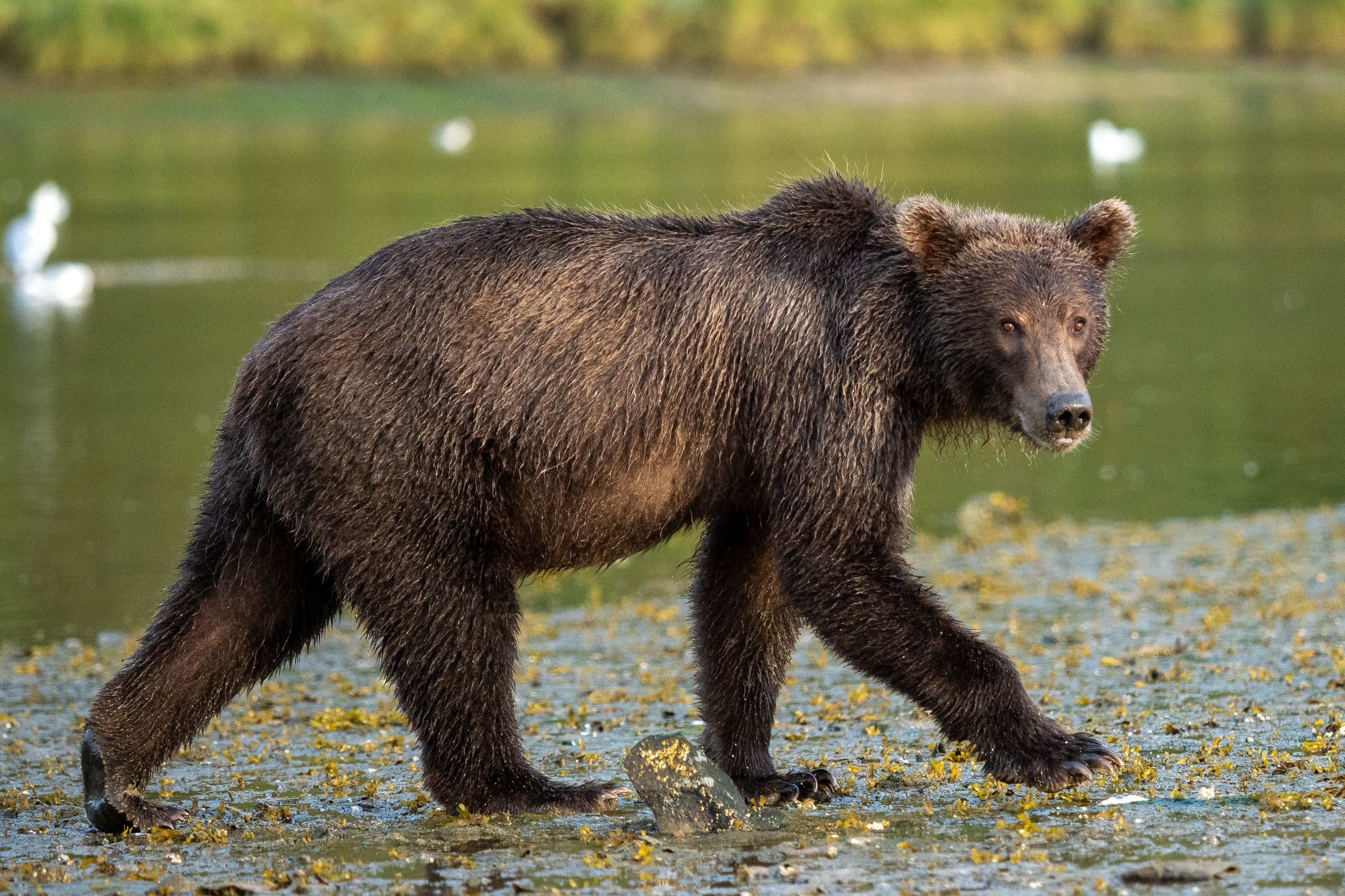 Second-Summer cub