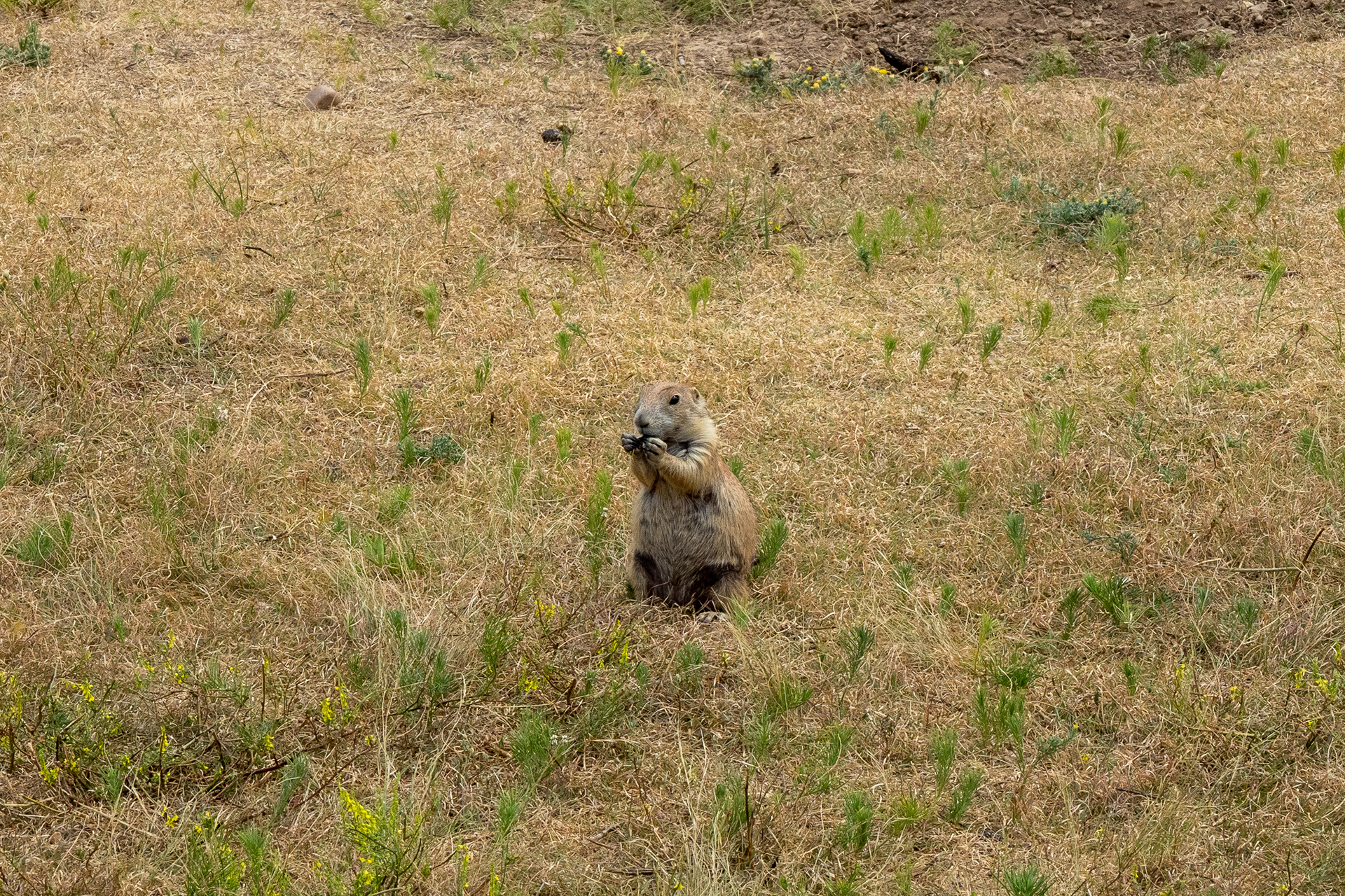 Prairie Dogs