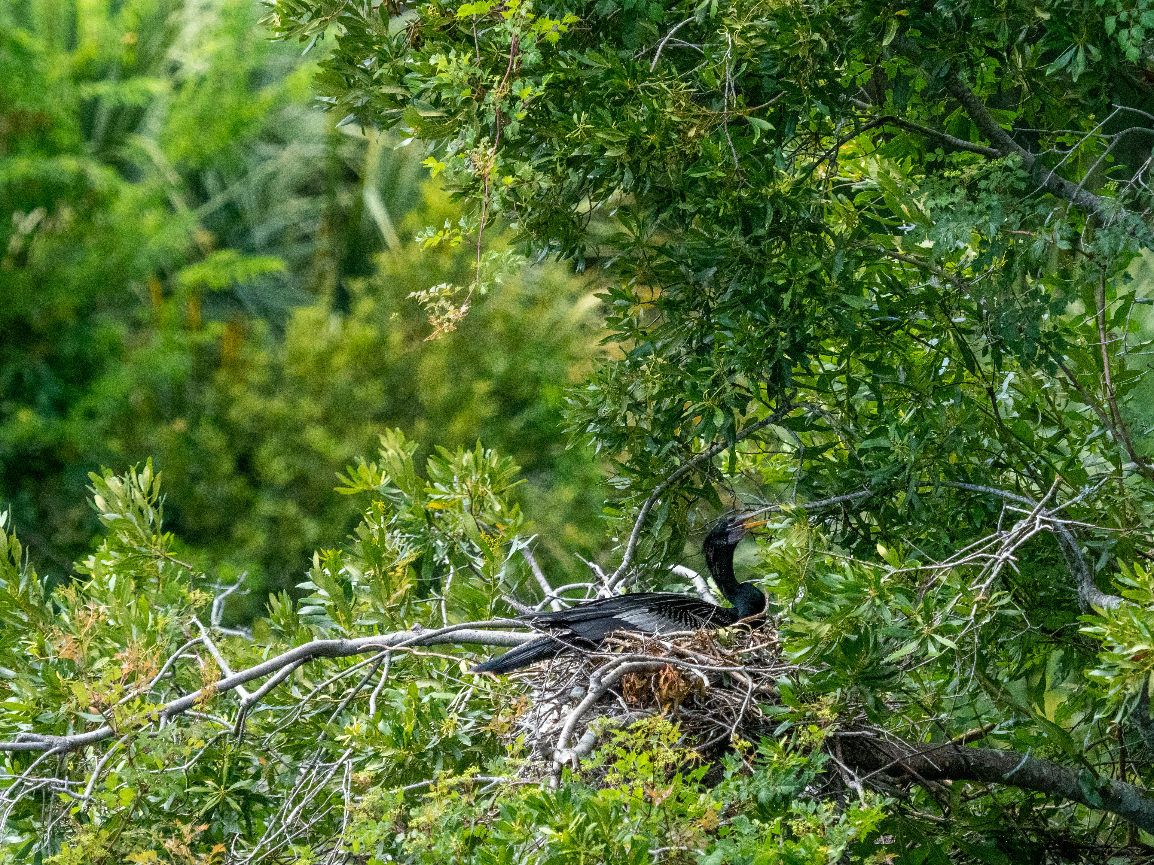 June 8, 2020- Anhinga Male on nest