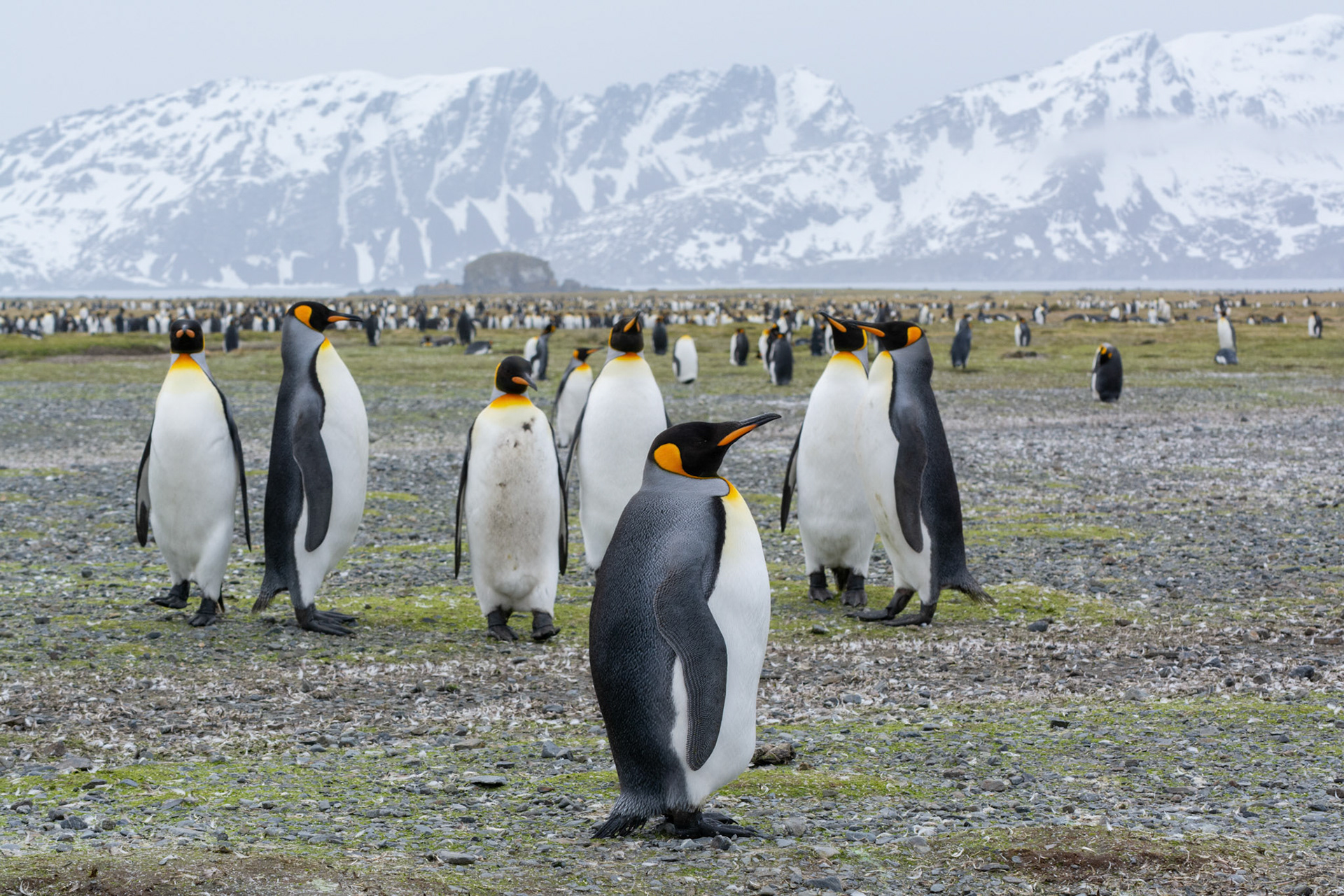 Kings- Salisbury Plain